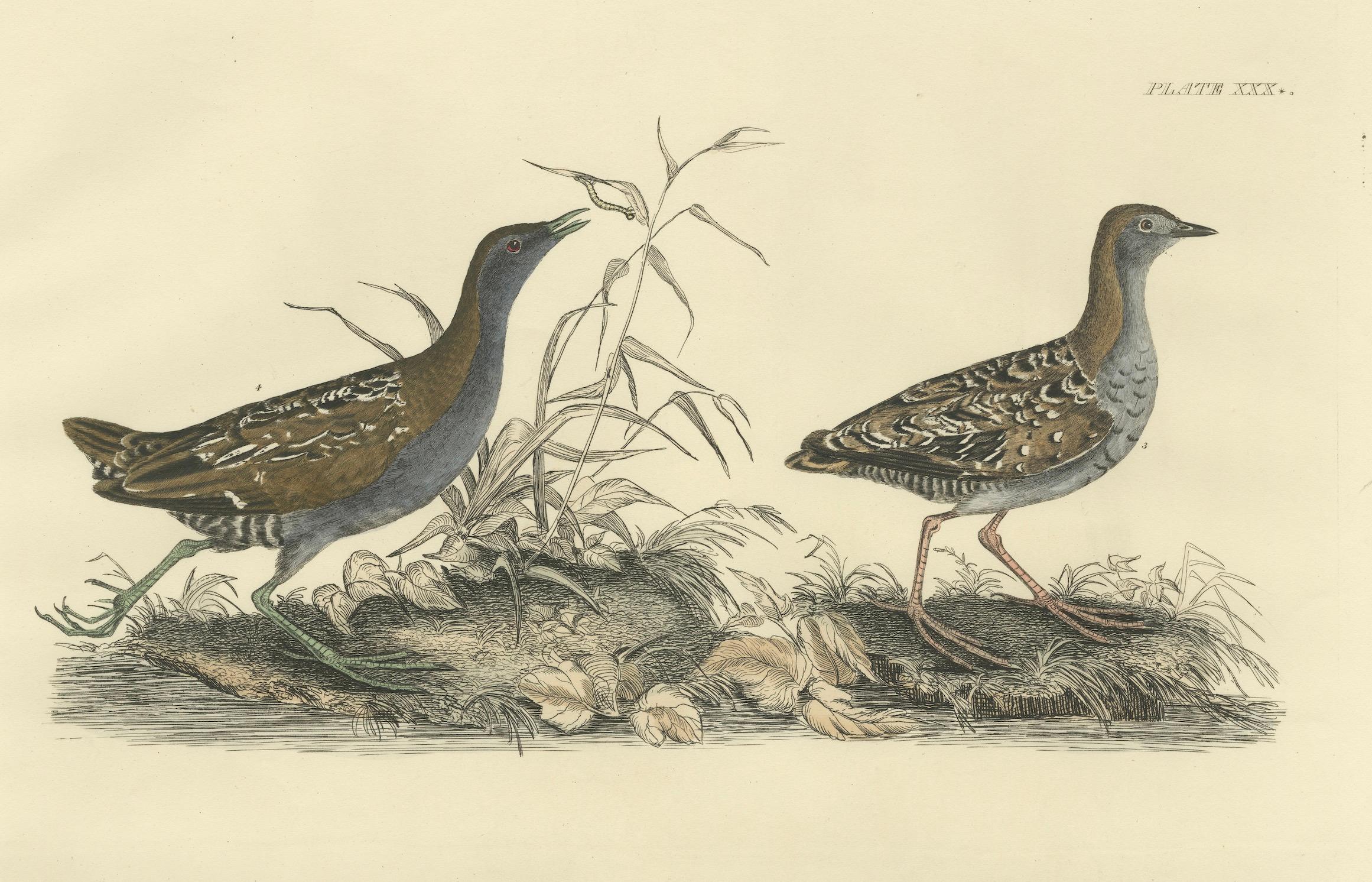 Early 19th Century Selby's Large Illustrations of Crakes: Varieties and Gender Dimorphism, 1826 For Sale