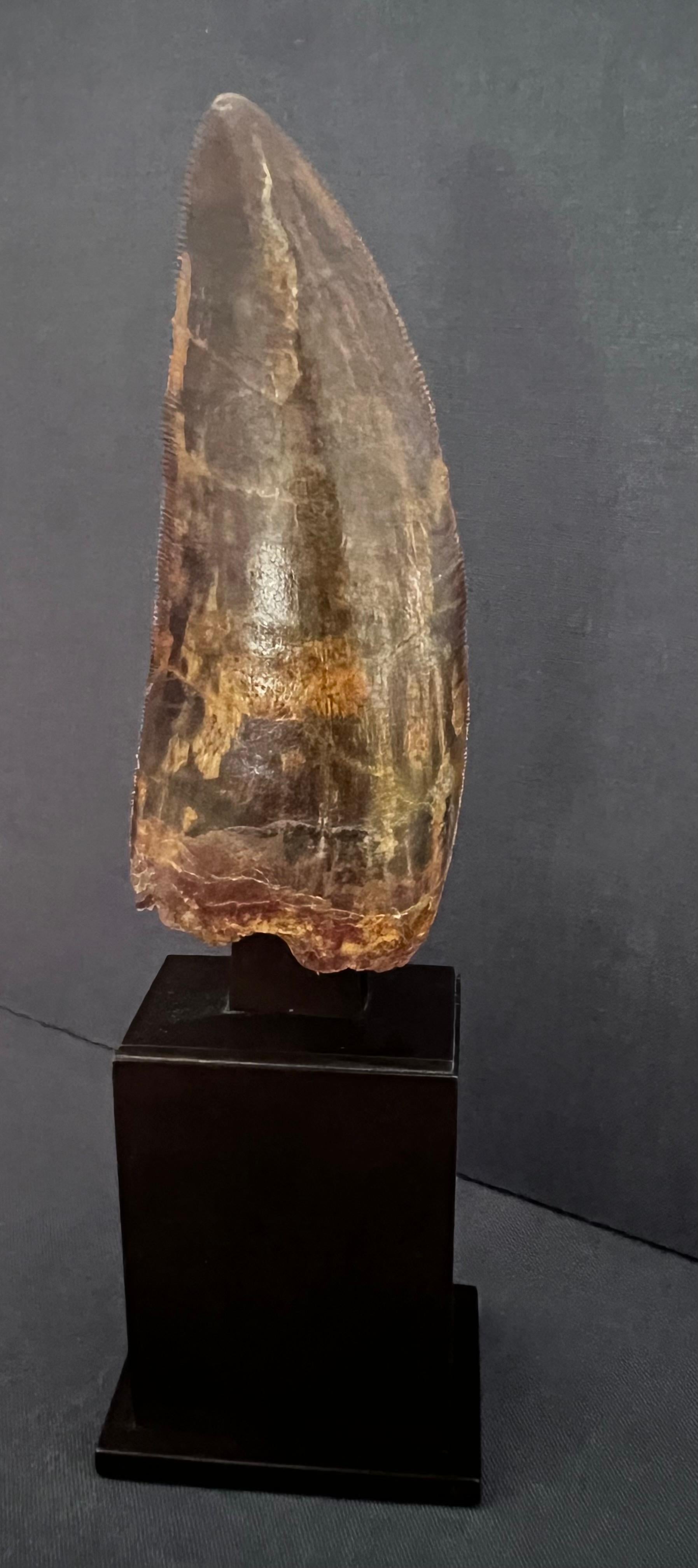 Tooth of a carnivorous dinosaur (from a very large African T- rex) with a caramel coloured fossilization. Superb condition, crenellated edge visible and in very good condition. Sold on a luxurious brass base with medal patina, with certificate of