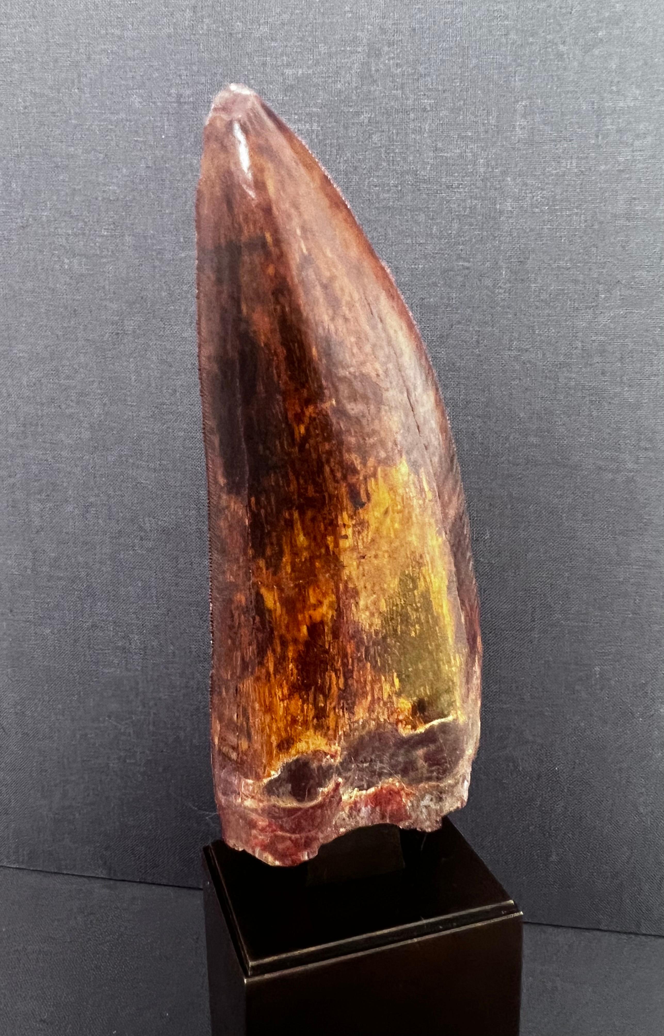 Carnivorous dinosaur tooth (from a very large African T-rex) with mahogany coloured fossilization. Superb condition, crenellated edge visible and in very good condition. Sold on a luxurious brass base with medal patina, with certificate of