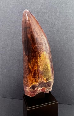 Selected Tooth of Carcharodontosaurus Dinosaur