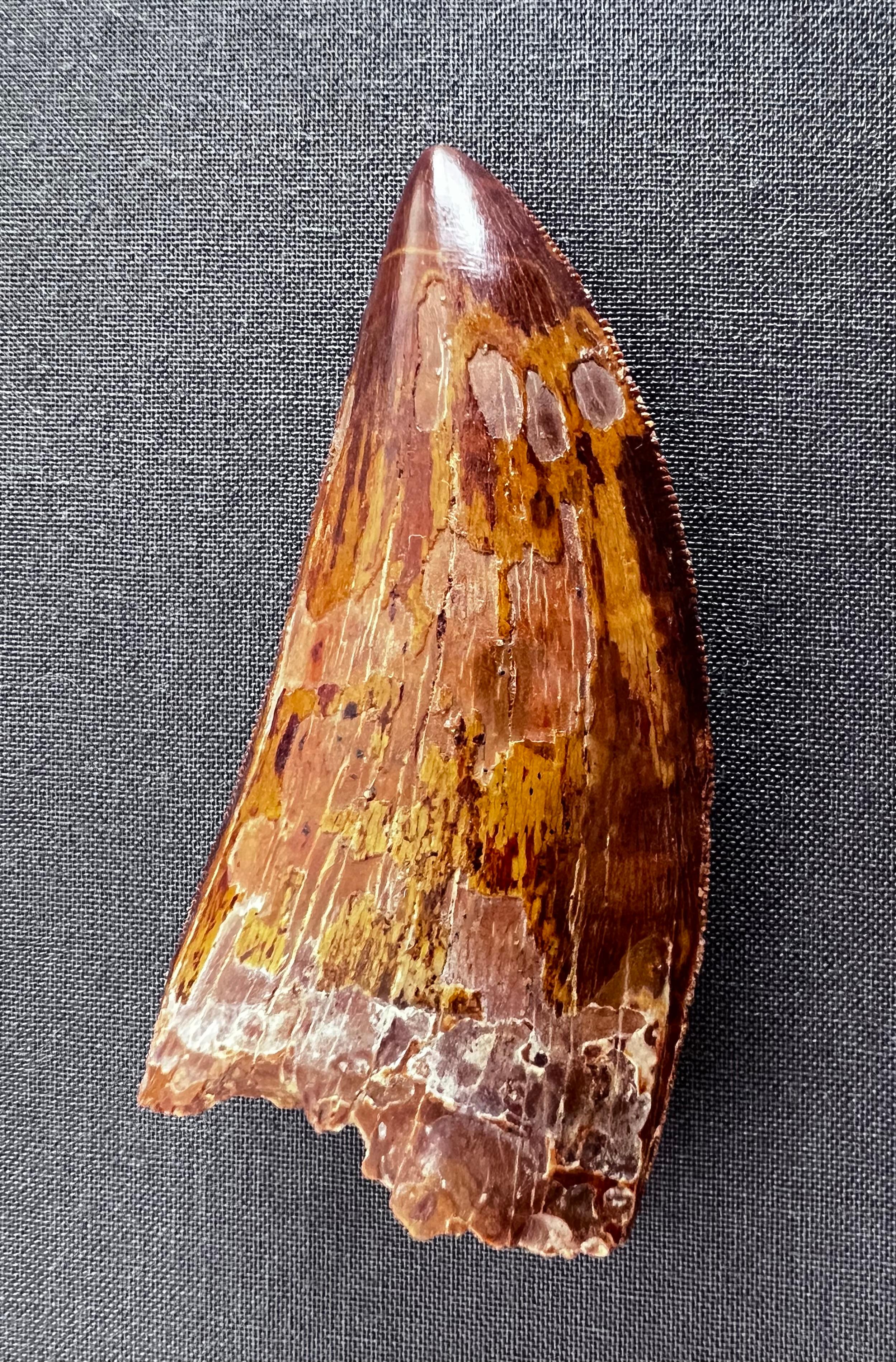 Carnivorous dinosaur tooth (from a very large African T-rex) of honey coloured fossilization. Superb condition, crenellations of the edge visible and in very good condition. Sold free of base, with certificate of authenticity from Mr. Mickeler Eric,