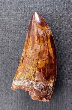 Selected Tooth of Carcharodontosaurus Dinosaur