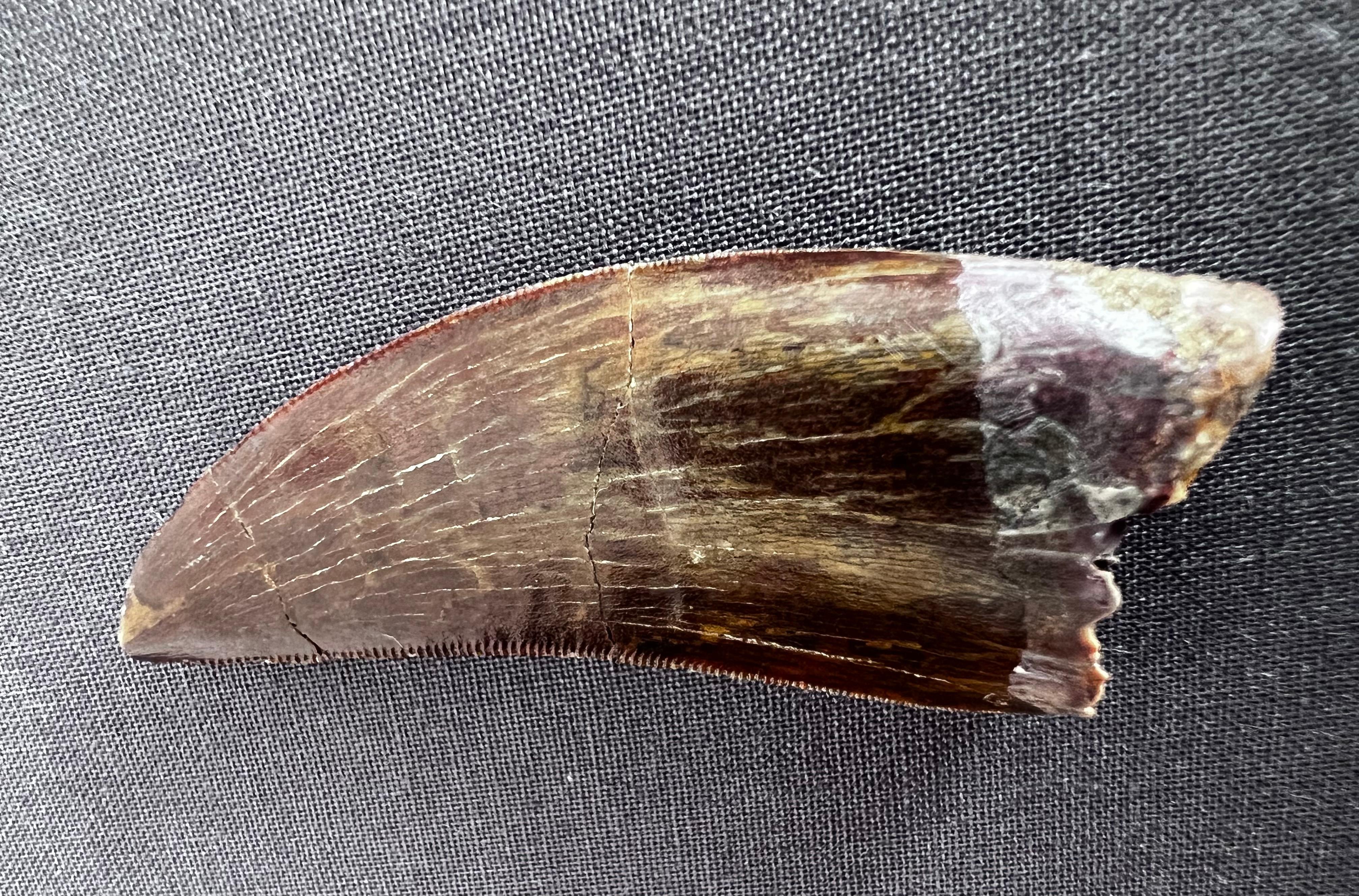 Carnivorous dinosaur tooth (from a very large African T-rex) with chocolate coloured fossilisation. Very nice fossilization, crenellations of the edge visible and in very good condition. Sold free of base, with certificate of authenticity from Mr.