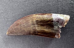 Selected Tooth of Carcharodontosaurus Dinosaur