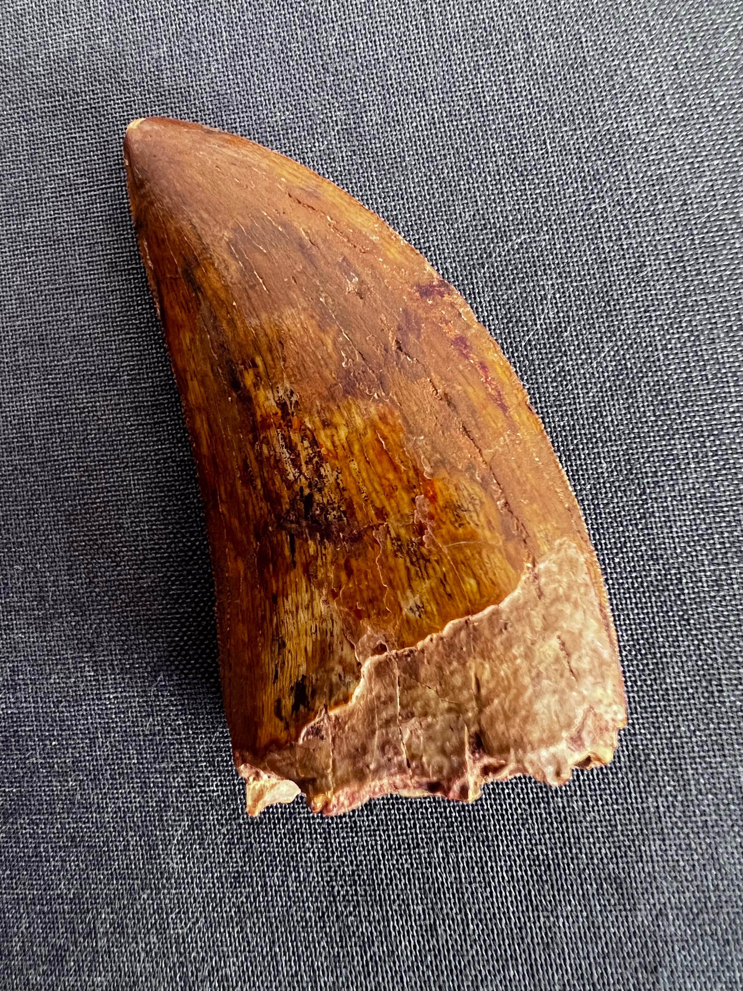 Tooth of a carnivorous dinosaur (from a very imposing African T-rex) with coffee-coloured fossilisation and wine-coloured highlights. Very nice fossilisation, crenellations of the edge visible and in very good condition. Sold free of base, with