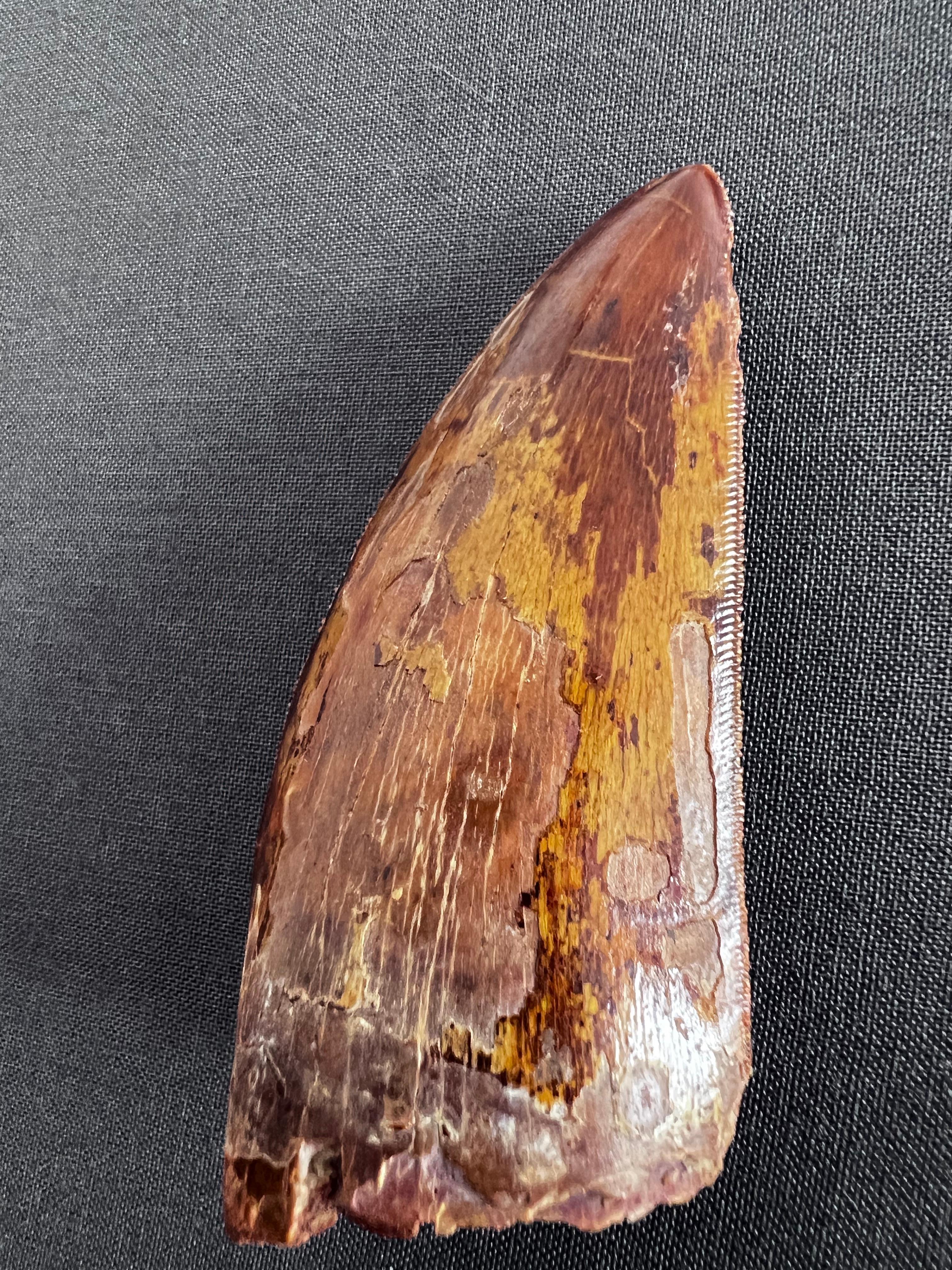 North African Selected Tooth of Carcharodontosaurus Dinosaur For Sale