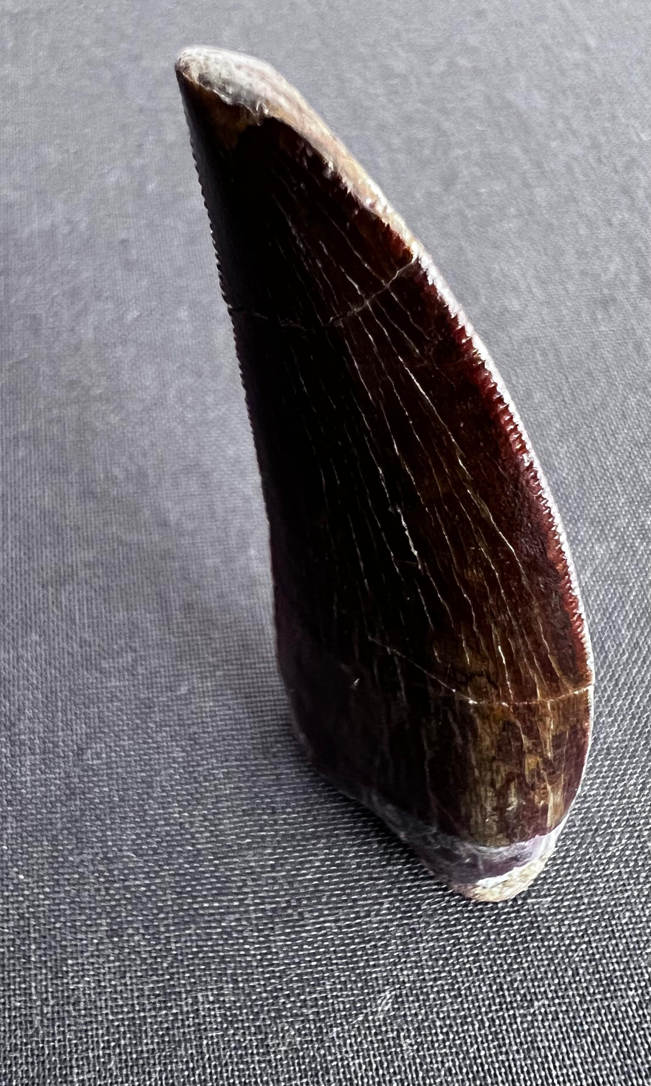 North African Selected Tooth of Carcharodontosaurus Dinosaur For Sale