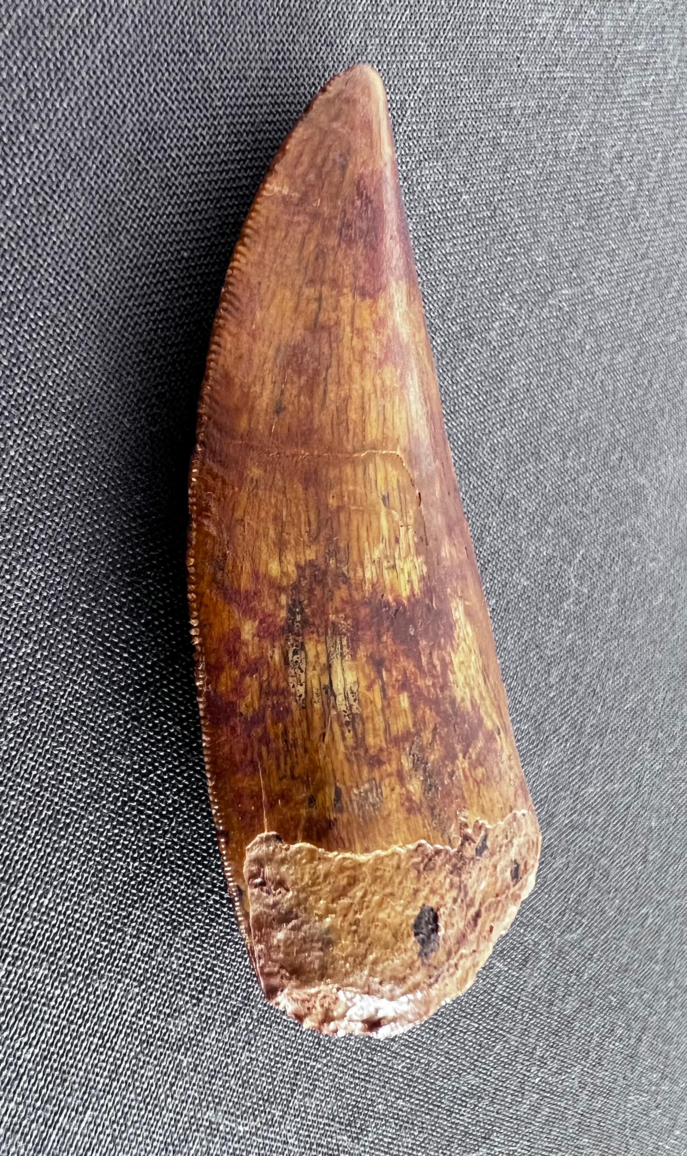 North African Selected Tooth of Carcharodontosaurus Dinosaur For Sale