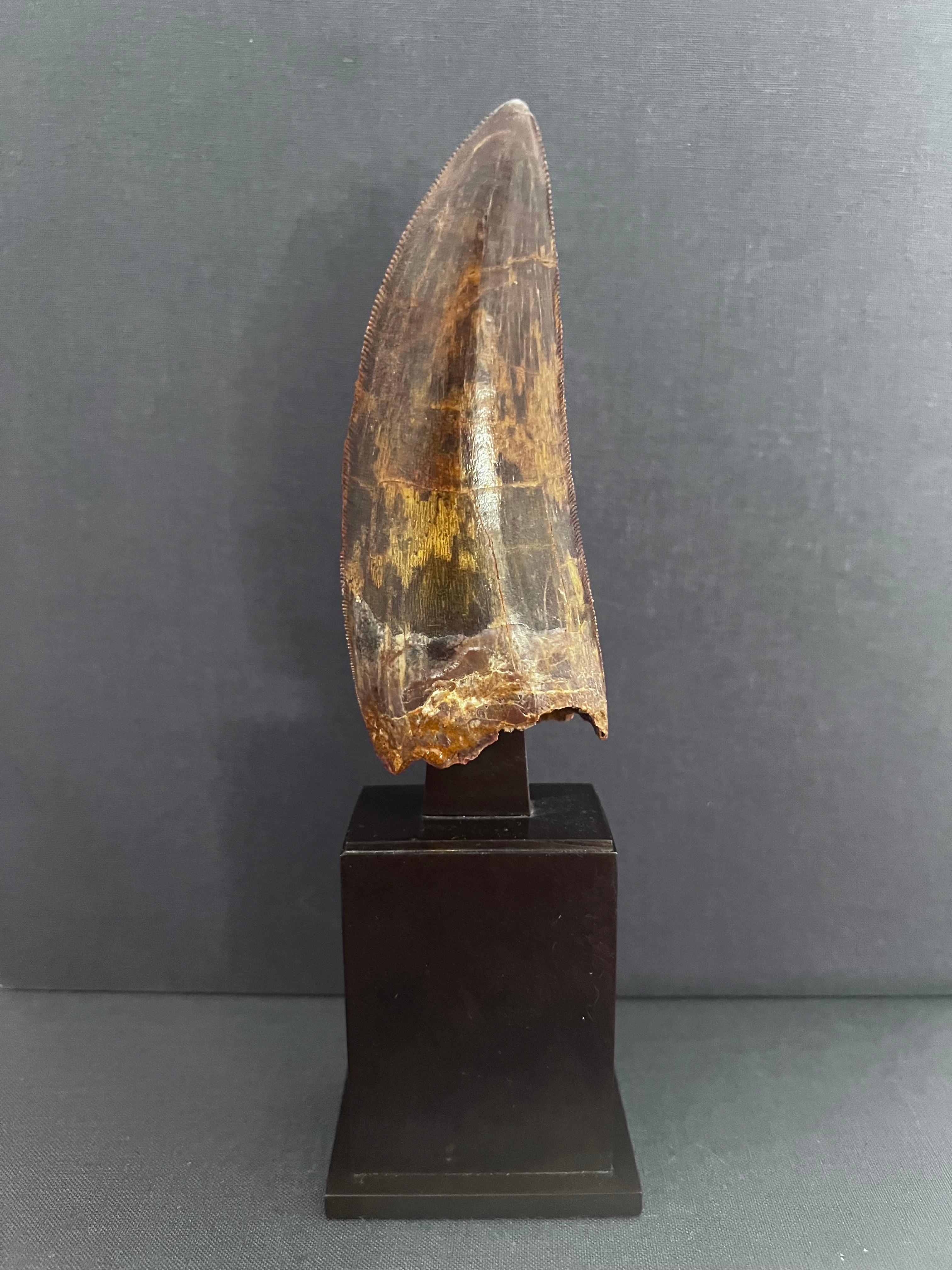 Selected Tooth of Carcharodontosaurus Dinosaur In Good Condition For Sale In Funchal, PT