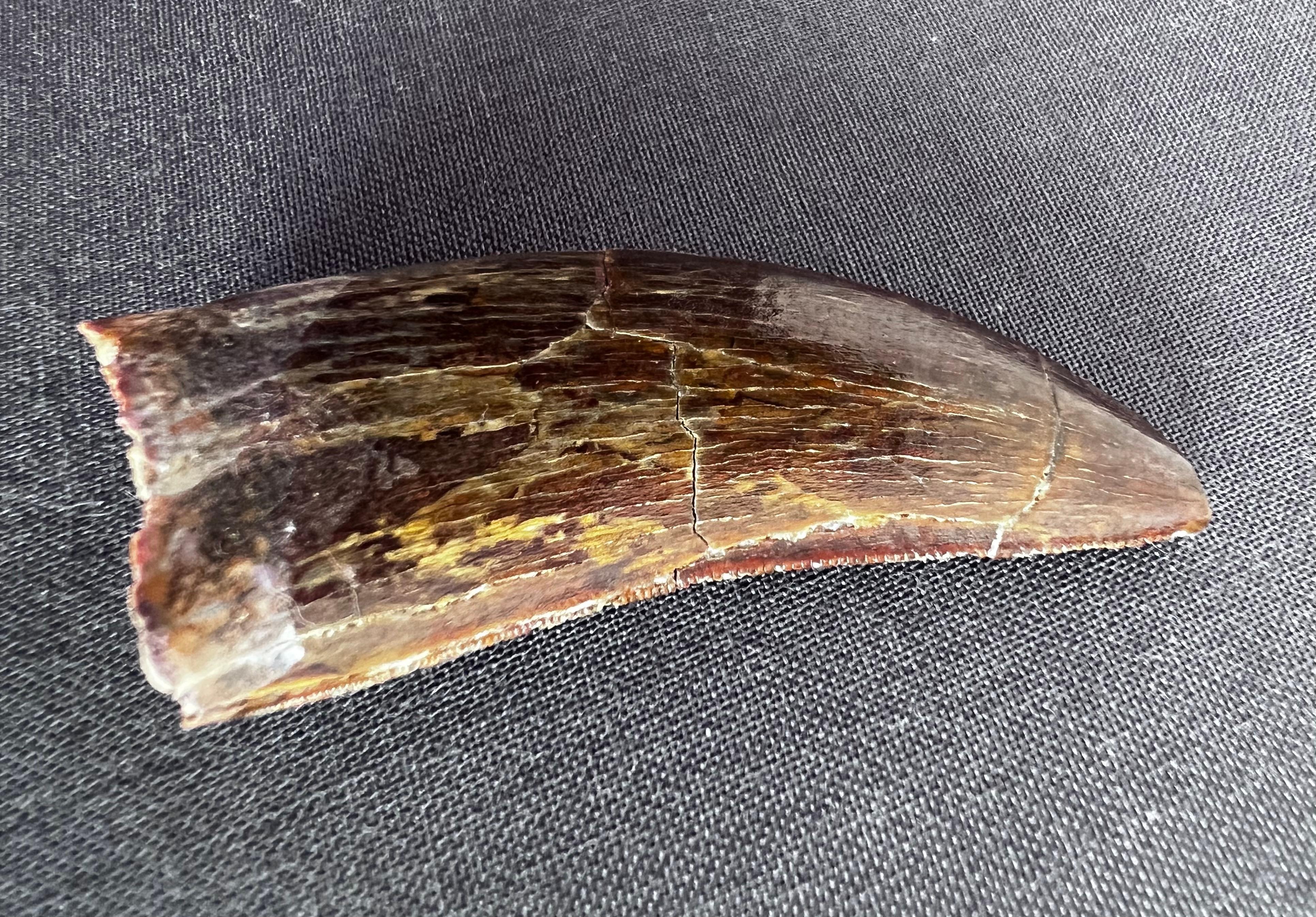 Selected Tooth of Carcharodontosaurus Dinosaur In Good Condition For Sale In Funchal, PT