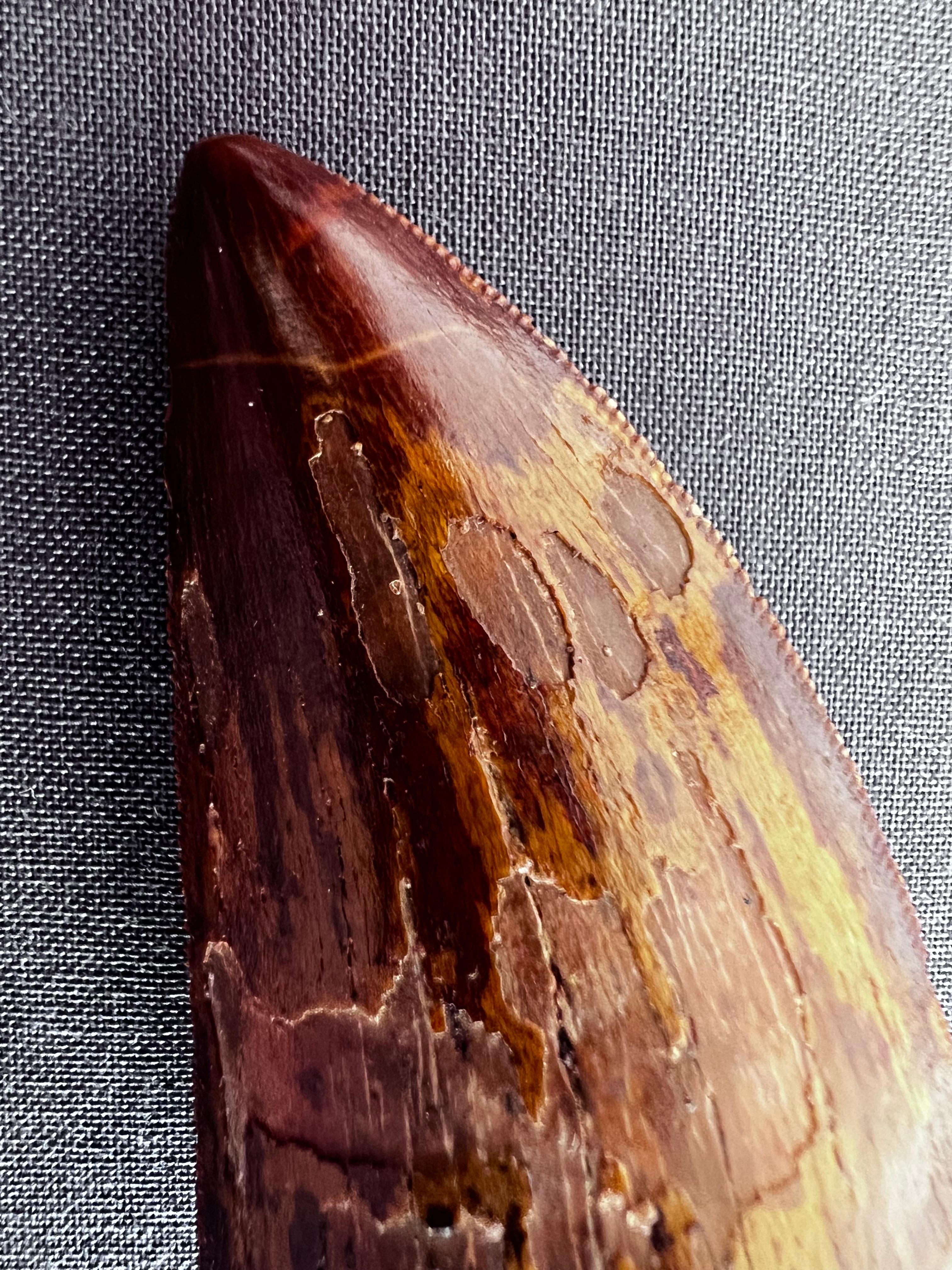 18th Century and Earlier Selected Tooth of Carcharodontosaurus Dinosaur For Sale
