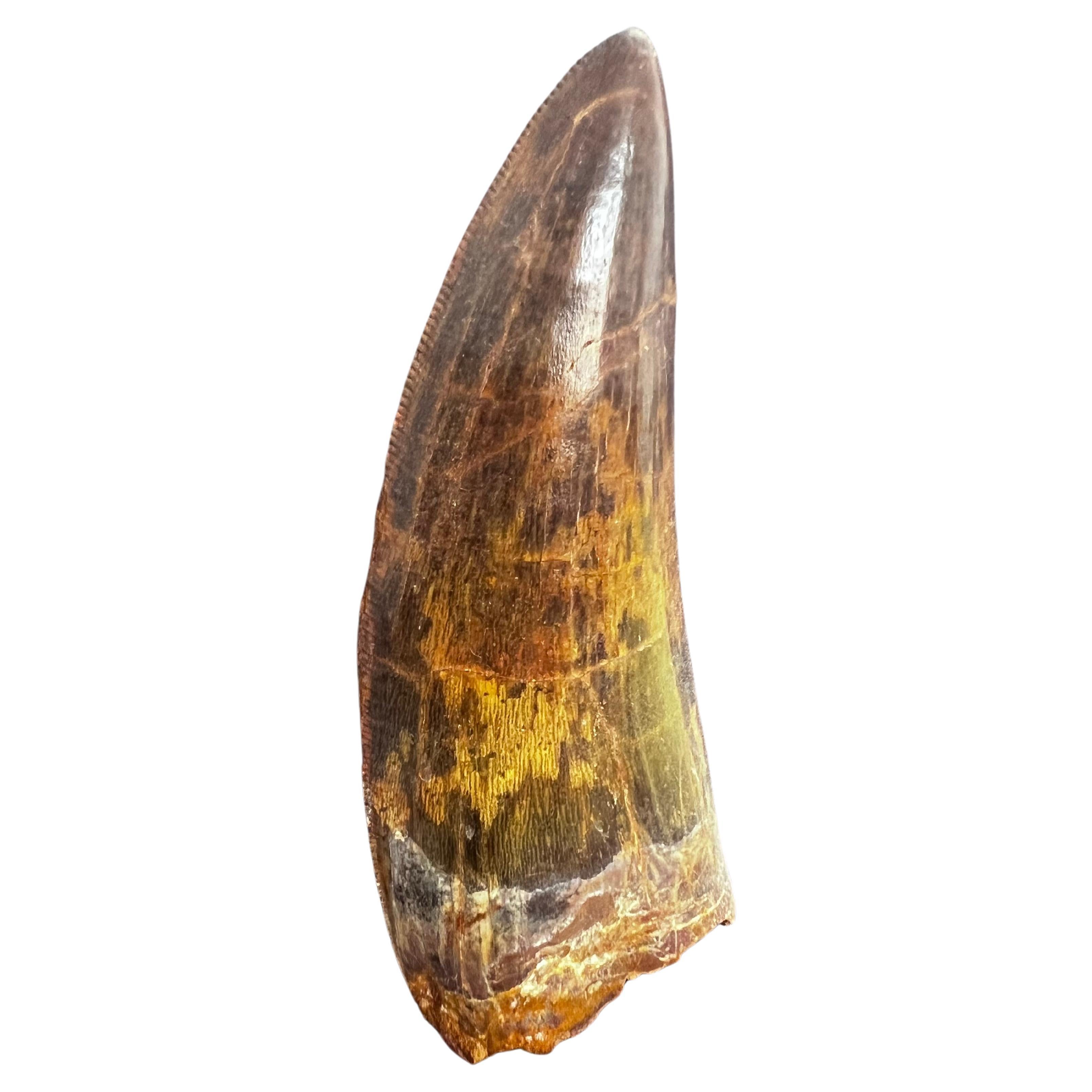 Selected Tooth of Carcharodontosaurus Dinosaur For Sale