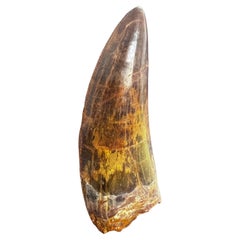 Selected Tooth of Carcharodontosaurus Dinosaur