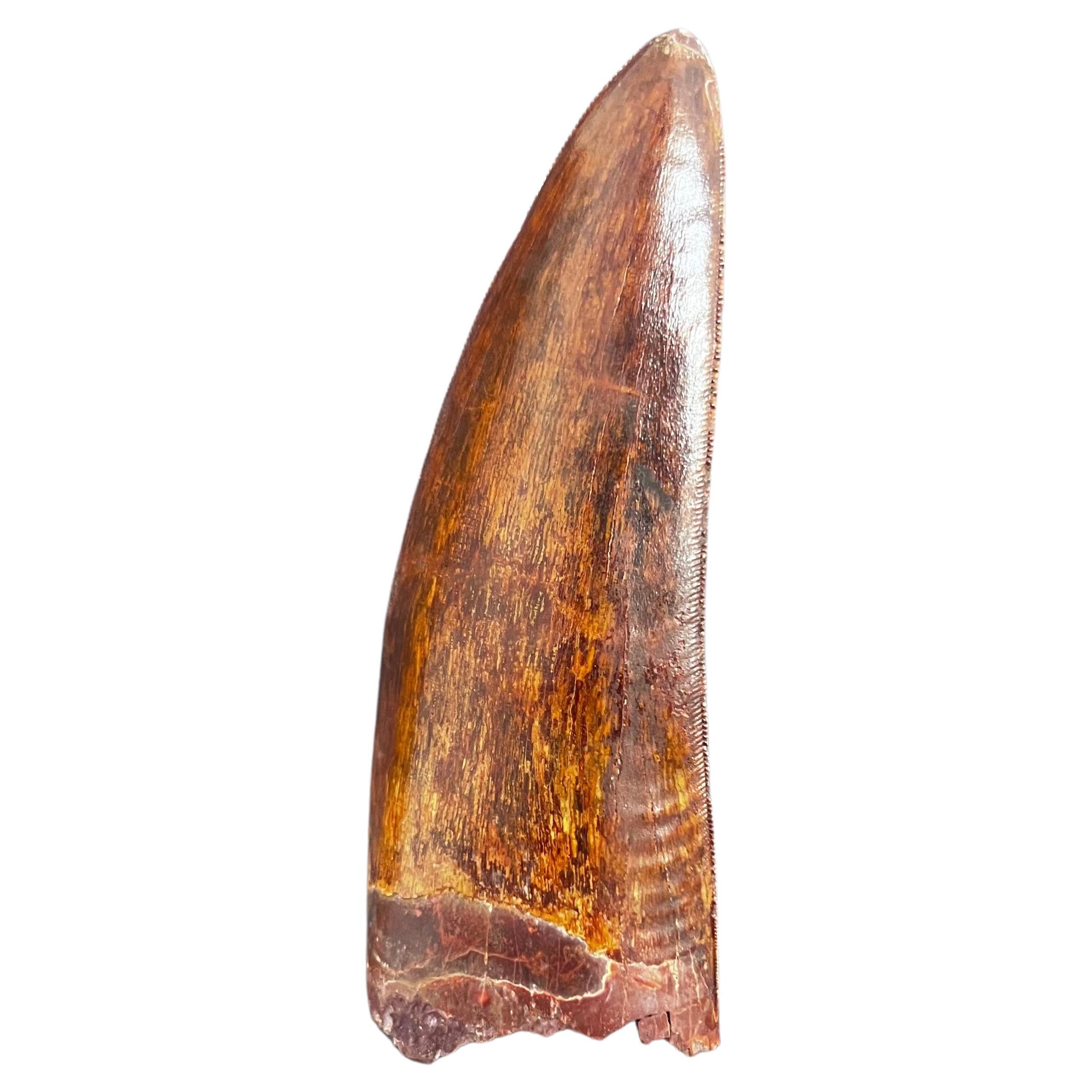 Selected Tooth of Carcharodontosaurus Dinosaur For Sale