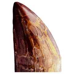Ausgewählter Zahn des Carcharodontosaurus-Dimms