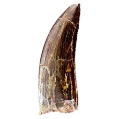 Used Selected Tooth of Carcharodontosaurus Dinosaur