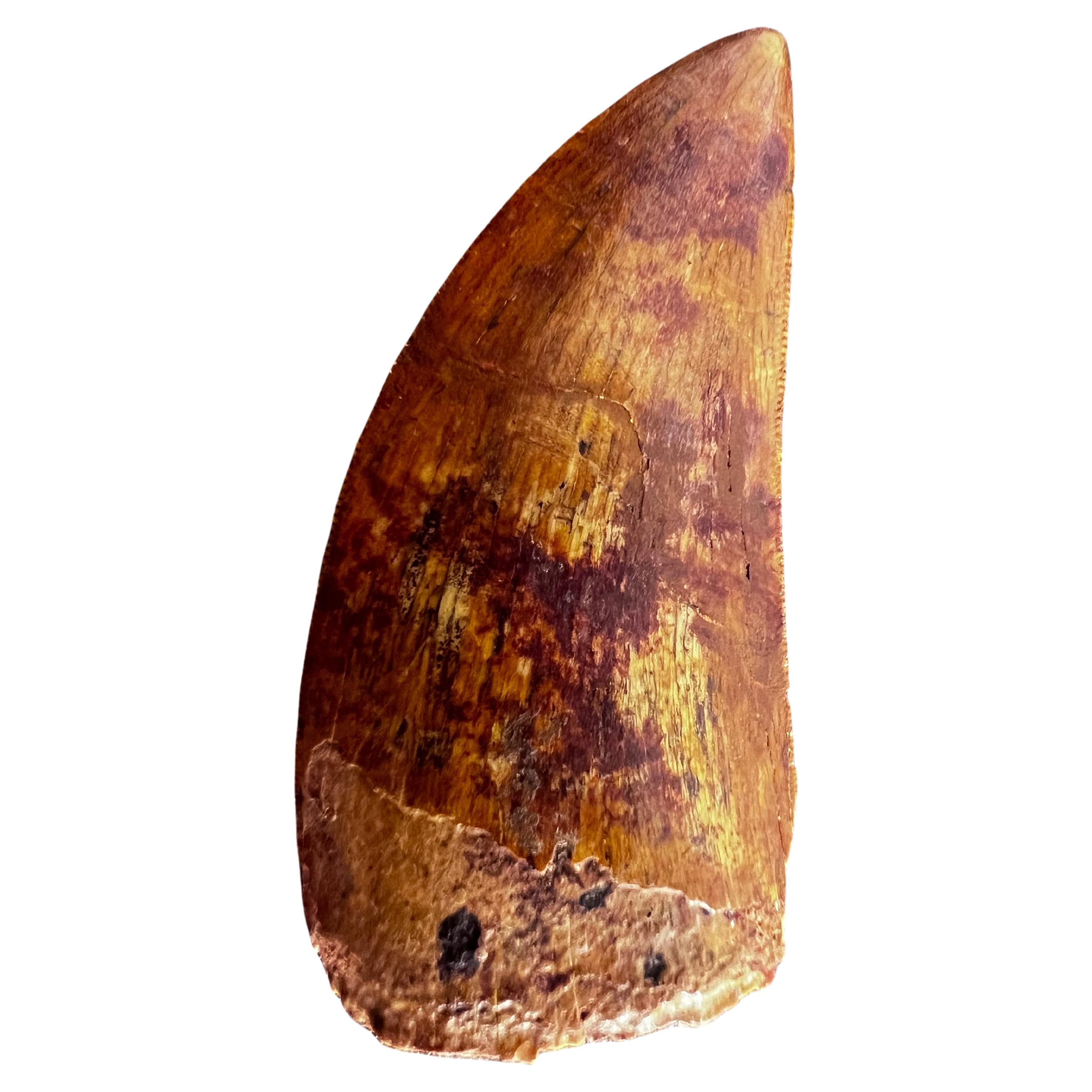 Selected Tooth of Carcharodontosaurus Dinosaur