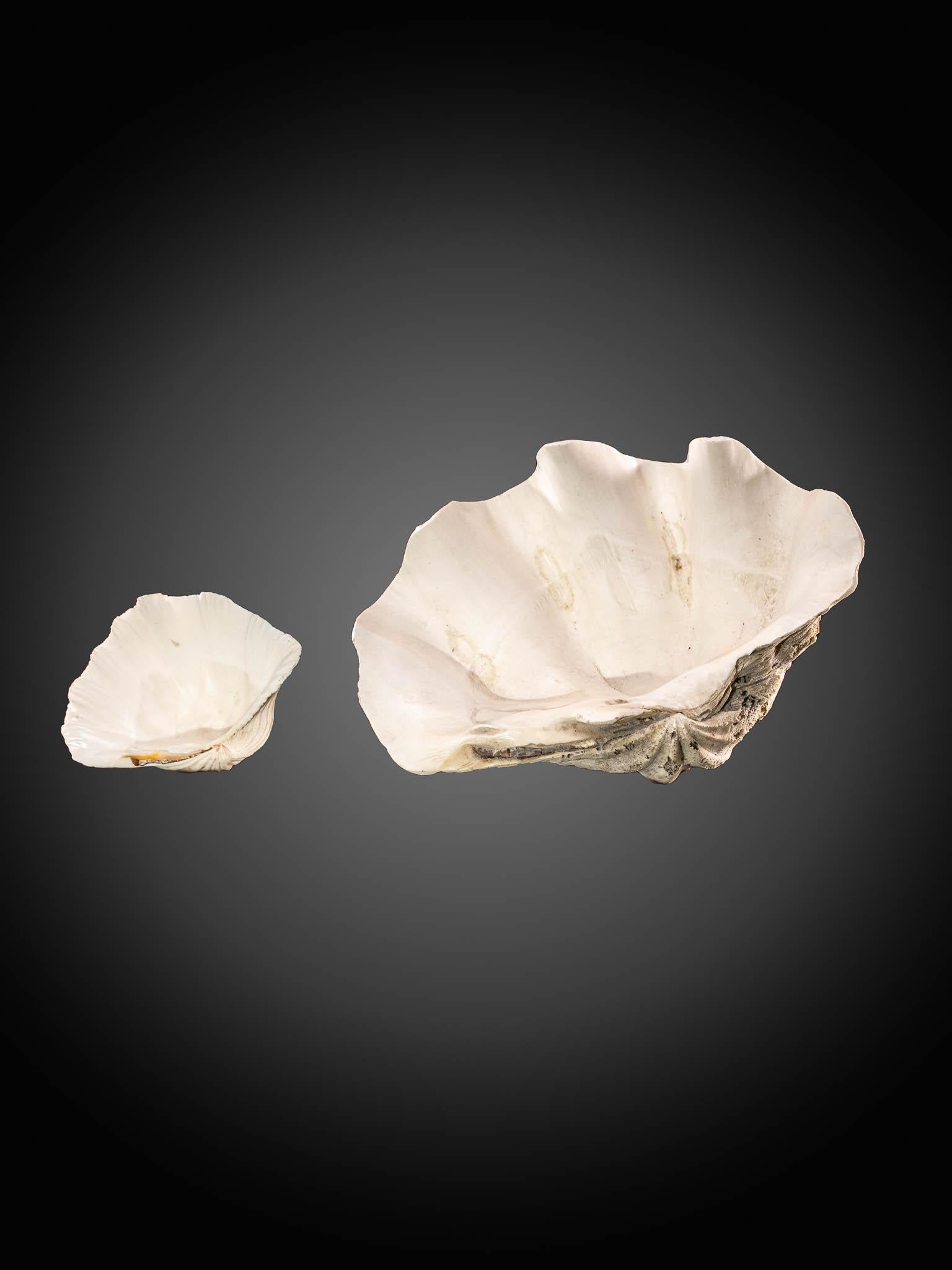 South African  Selection  of 2 Polished Tridacna or Giant Clam  For Sale