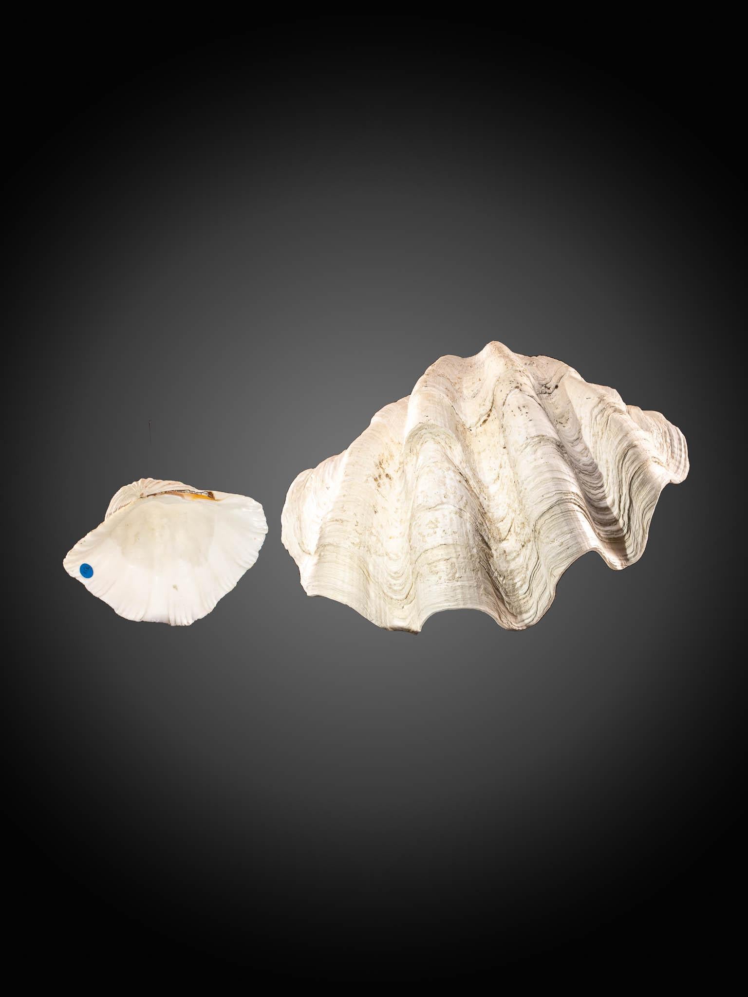  Selection  of 2 Polished Tridacna or Giant Clam  In Good Condition For Sale In Leuven , BE
