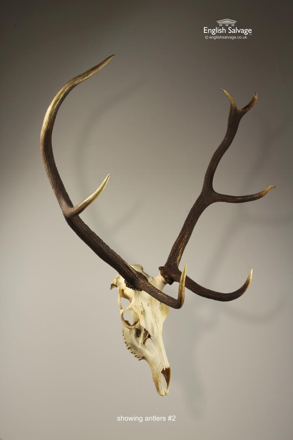 Selection of Large Deer Skulls and Antlers, 20th Century In Good Condition For Sale In London, GB