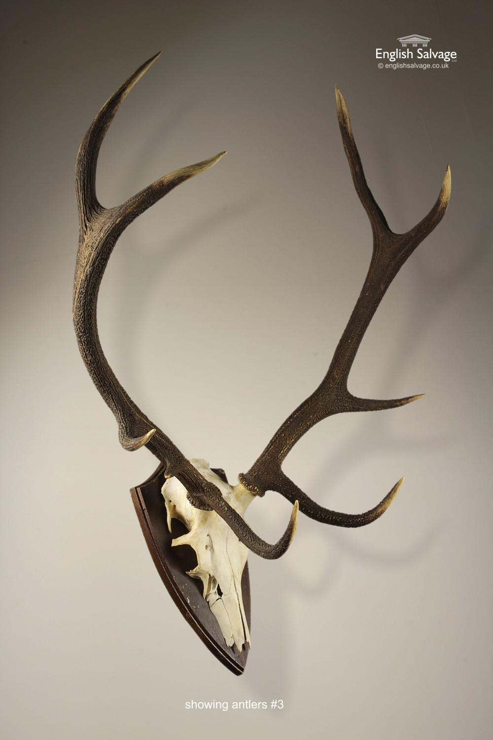 Organic Material Selection of Large Deer Skulls and Antlers, 20th Century For Sale