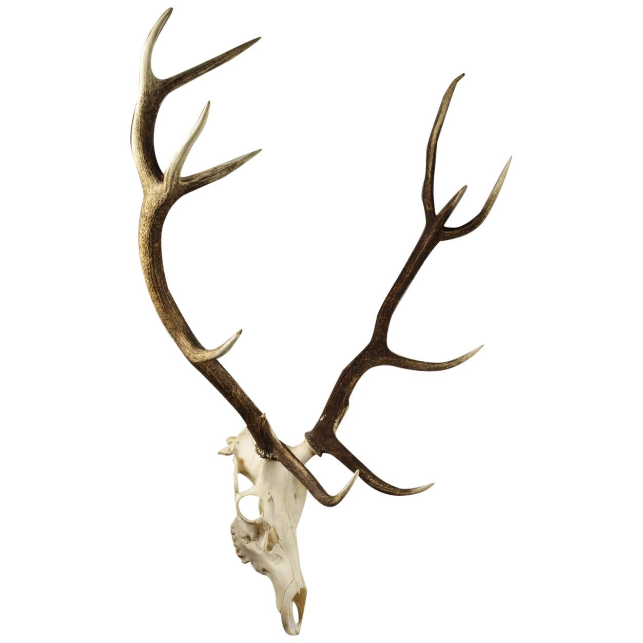 Selection of Large Deer Skulls and Antlers, 20th Century For Sale