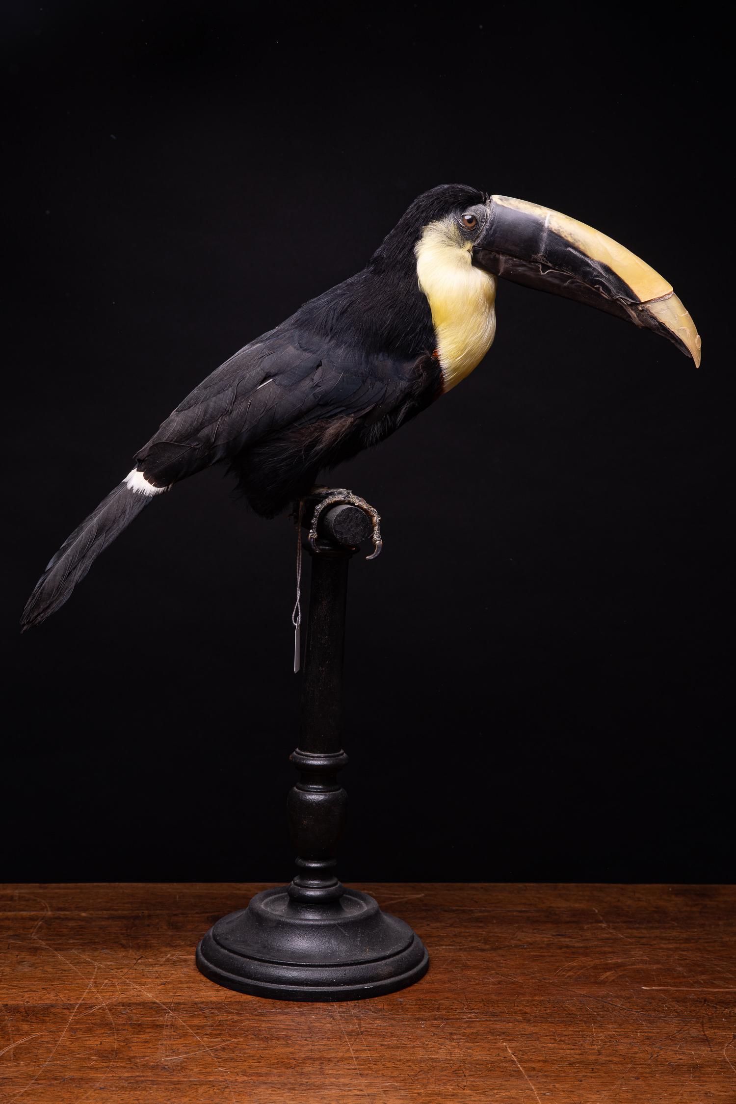 Organic Material Selection of Pre-1947 Taxidermy Toucans on Museum Stands