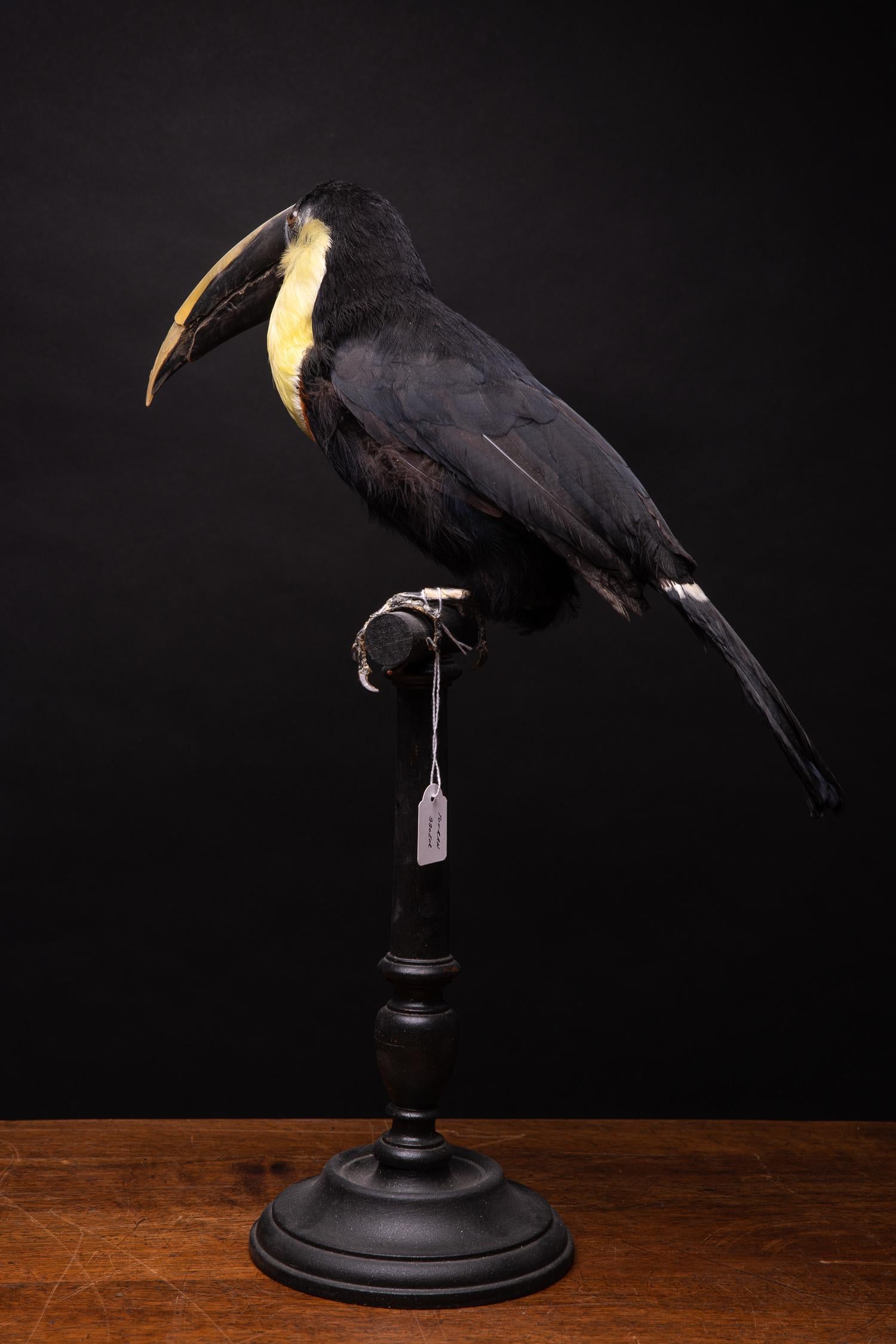 Selection of Pre-1947 Taxidermy Toucans on Museum Stands 1
