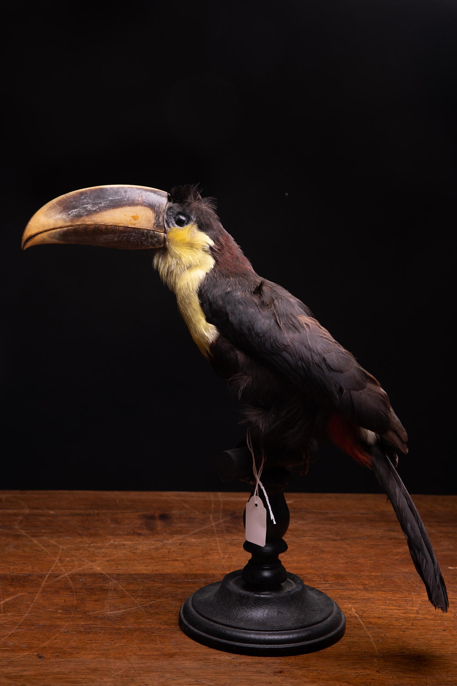 Selection of Pre-1947 Taxidermy Toucans on Museum Stands 3