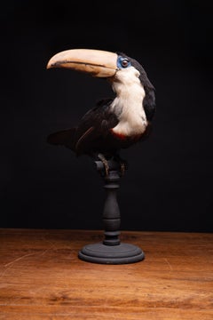 Selection of Pre-1947 Taxidermy Toucans on Museum Stands