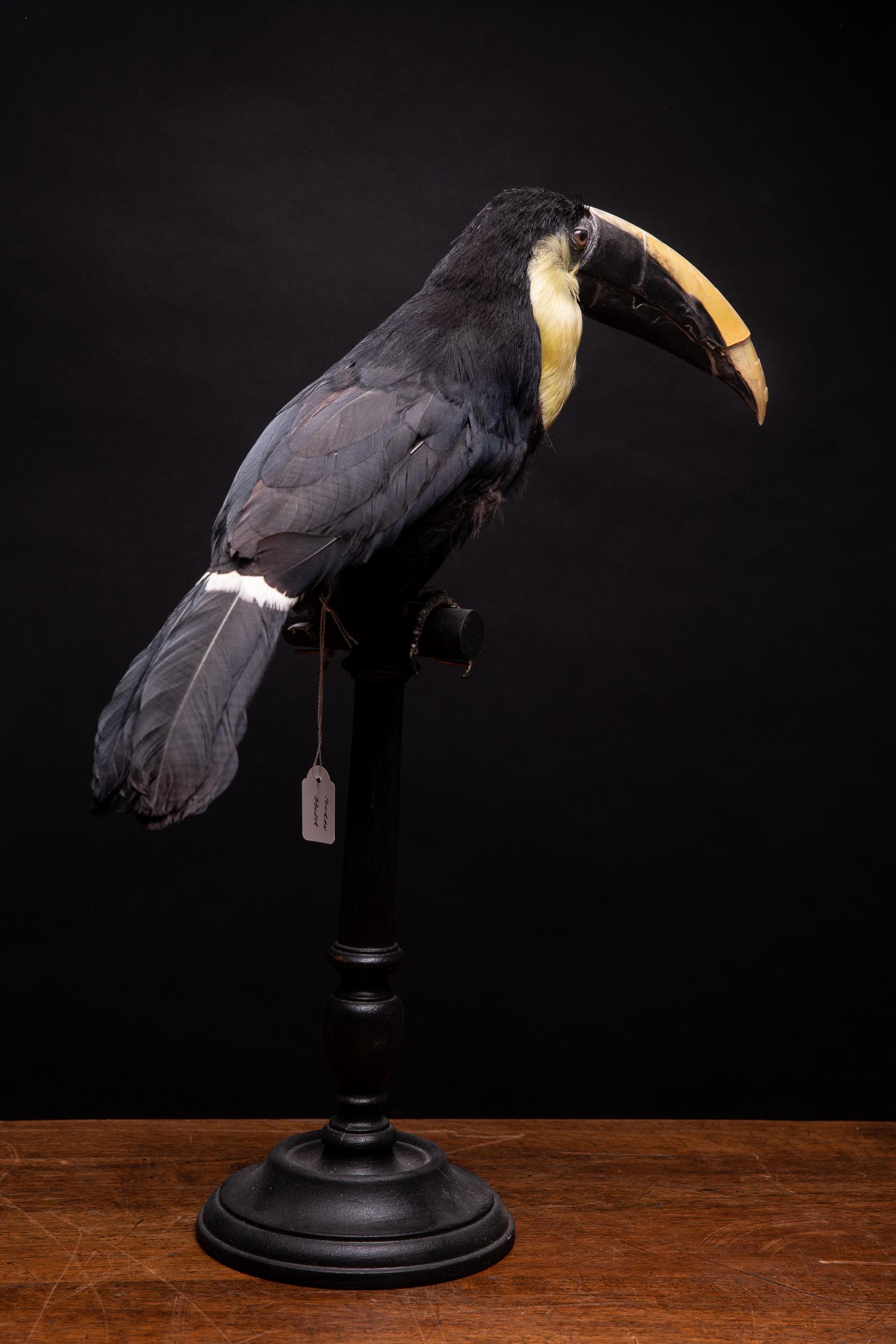 Brazilian Selection of Pre-1947 Taxidermy Toucans on Museum Stands