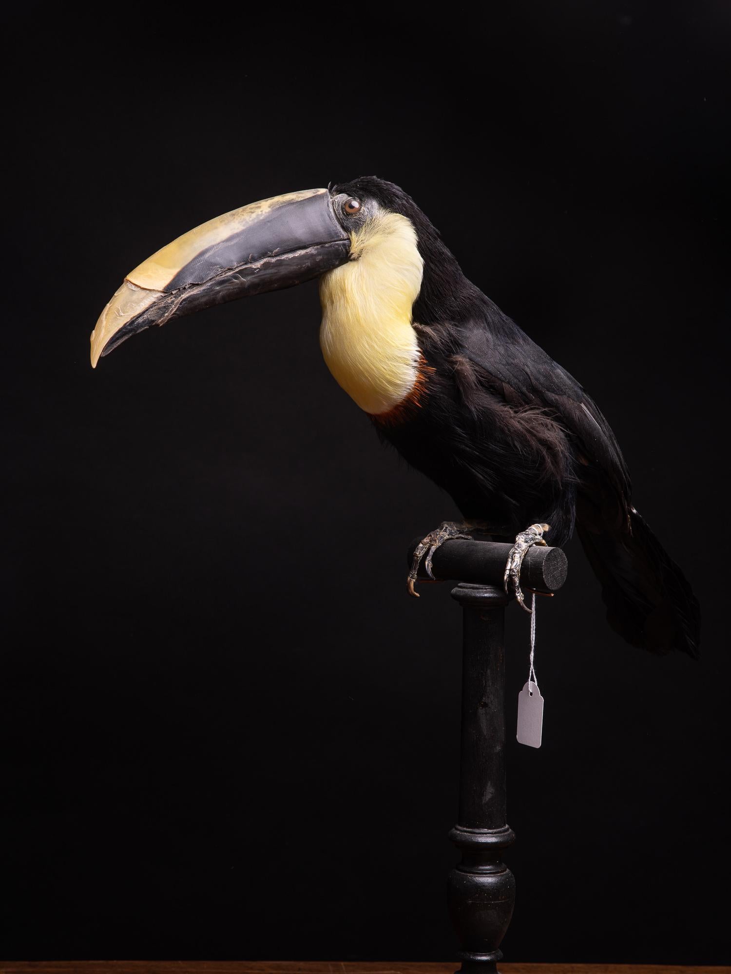 Hand-Carved Selection of Pre-1947 Taxidermy Toucans on Museum Stands