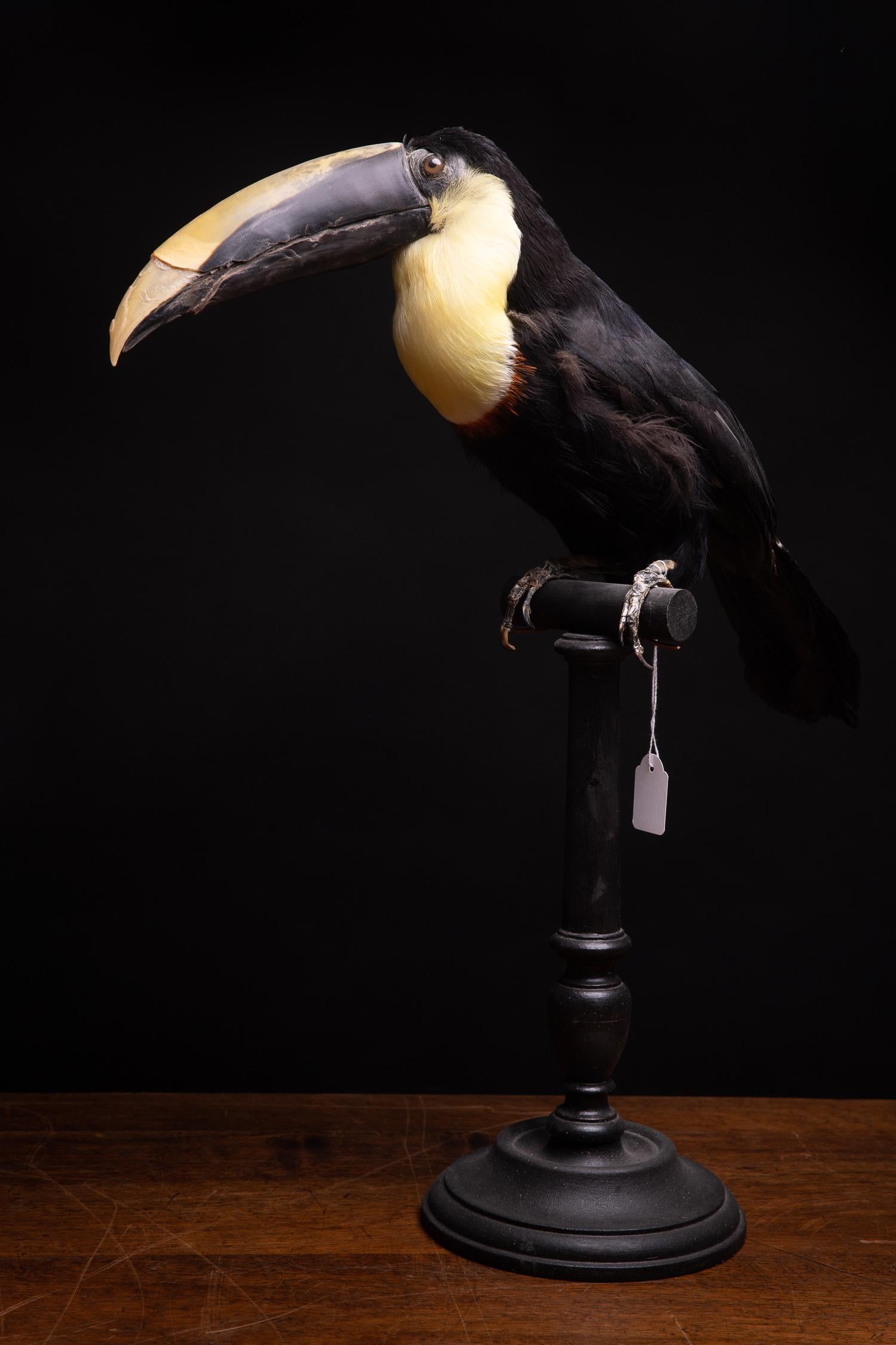 Selection of Pre-1947 Taxidermy Toucans on Museum Stands In Good Condition In Leuven , BE