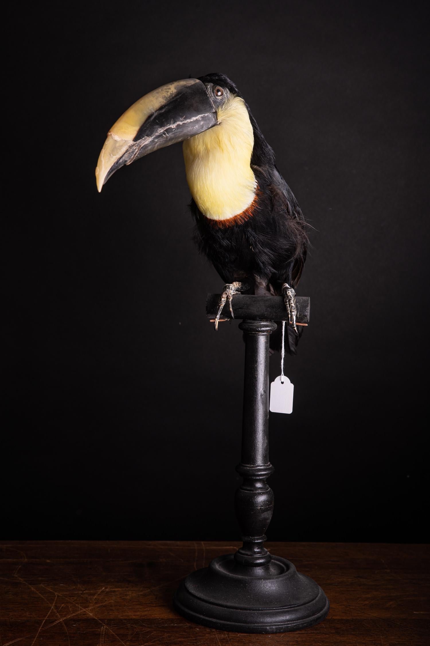 20th Century Selection of Pre-1947 Taxidermy Toucans on Museum Stands