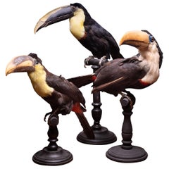 Sélection de toucans taxidermiques d'avant 1947 sur socles de musée