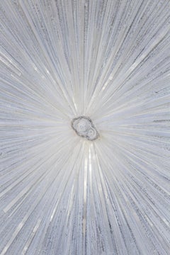 Selenite Crystals and Chalcedony Rosette Center on Canvas