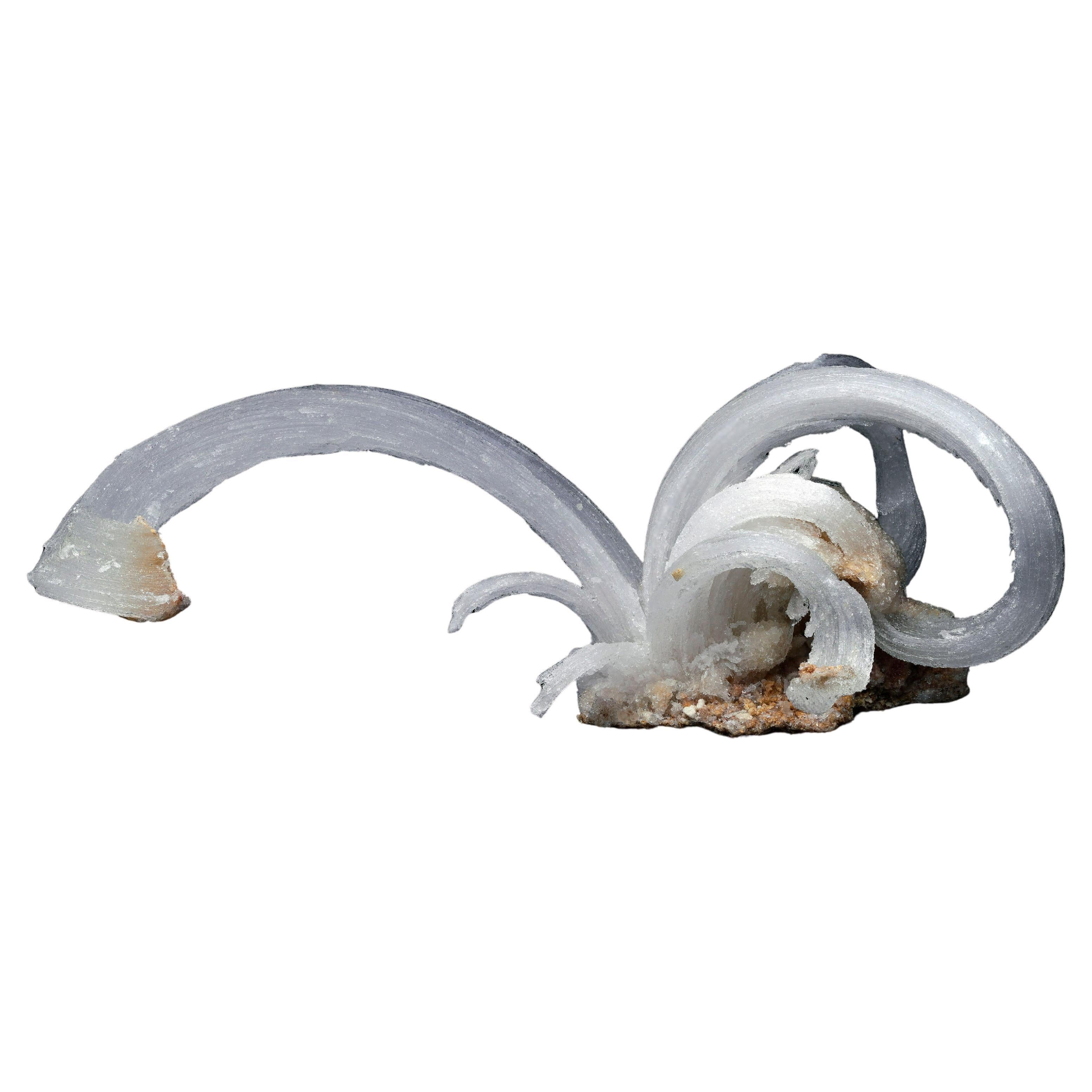 Selenite "Ram's Horns"