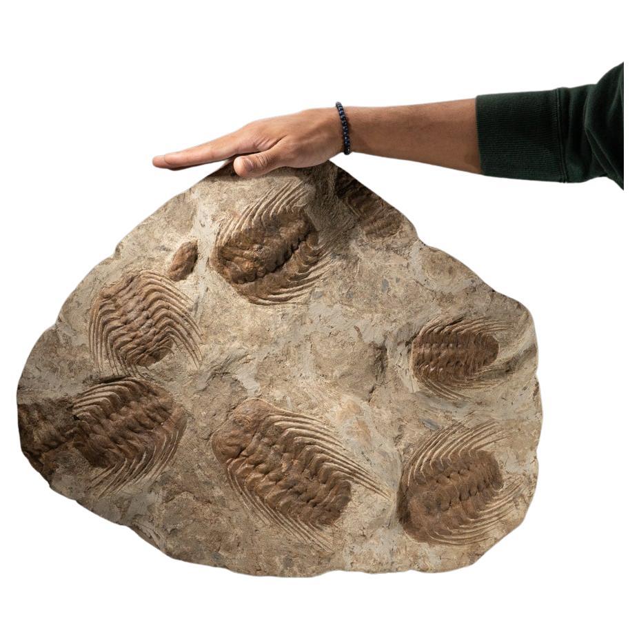 Selenopeltis Trilobite Fossil from Morocco (18 Inches, 38.4 lbs.)