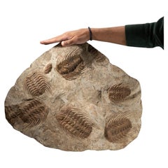 Selenopeltis Trilobite Fossil from Morocco (18 Inches, 38.4 lbs.)