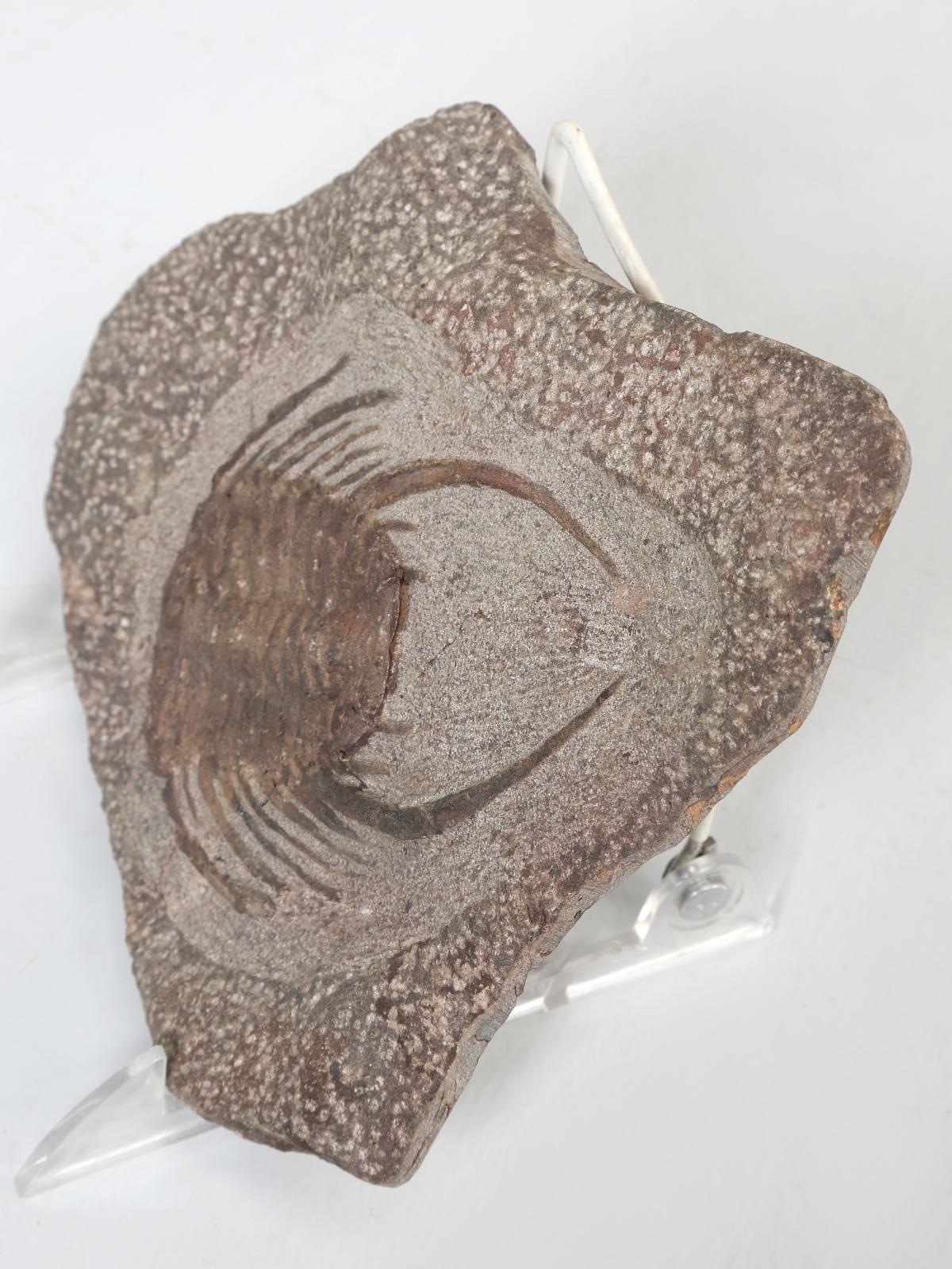 Selenopeltis Trilobite Fossil over 400 million Years Old from Morocco 4