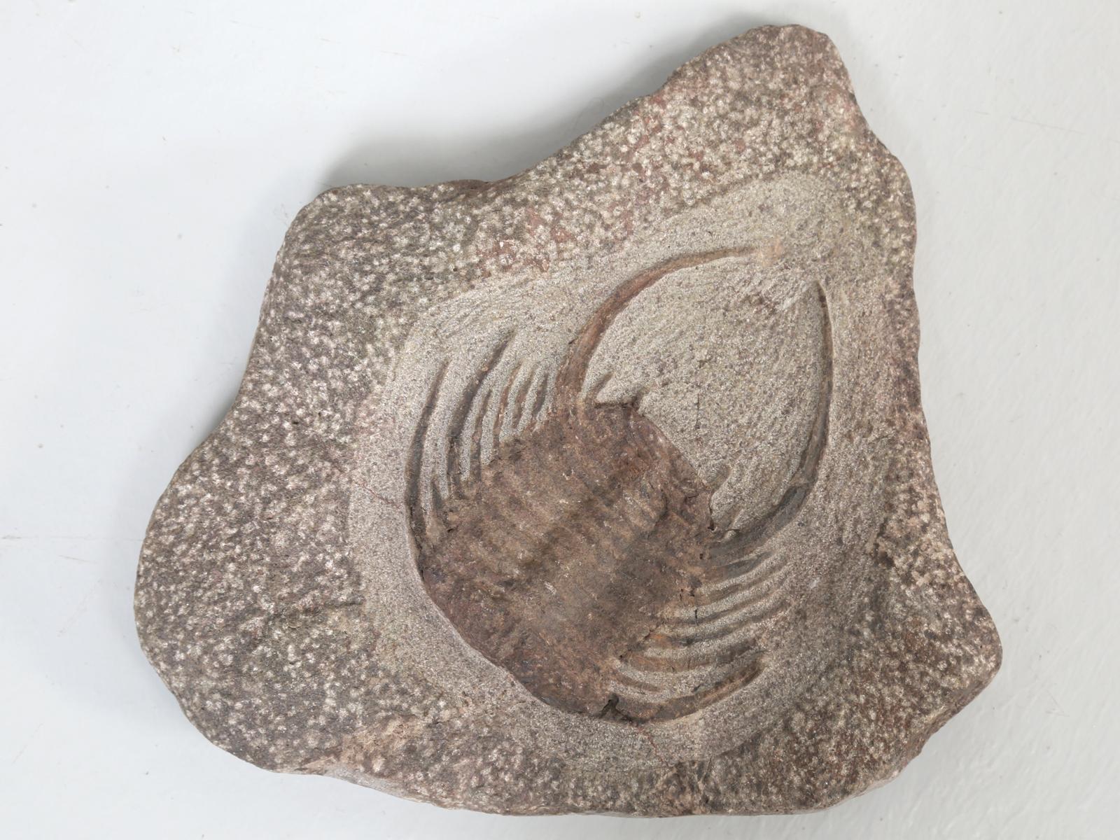 Selenopeltis are an extinct genus of odontopleurid trilobites from the family Odontopleuridae. 
Fossil Selenopeltis can reach a length of 4