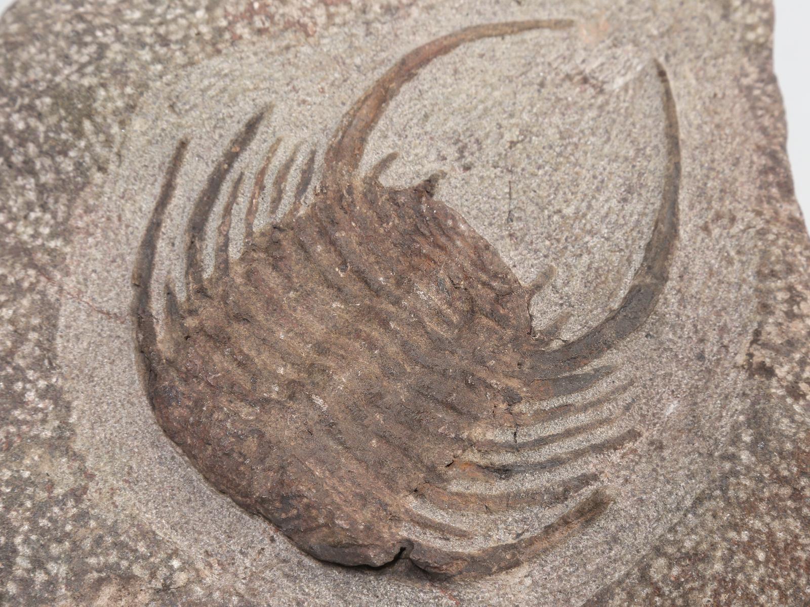 18th Century and Earlier Selenopeltis Trilobite Fossil over 400 million Years Old from Morocco