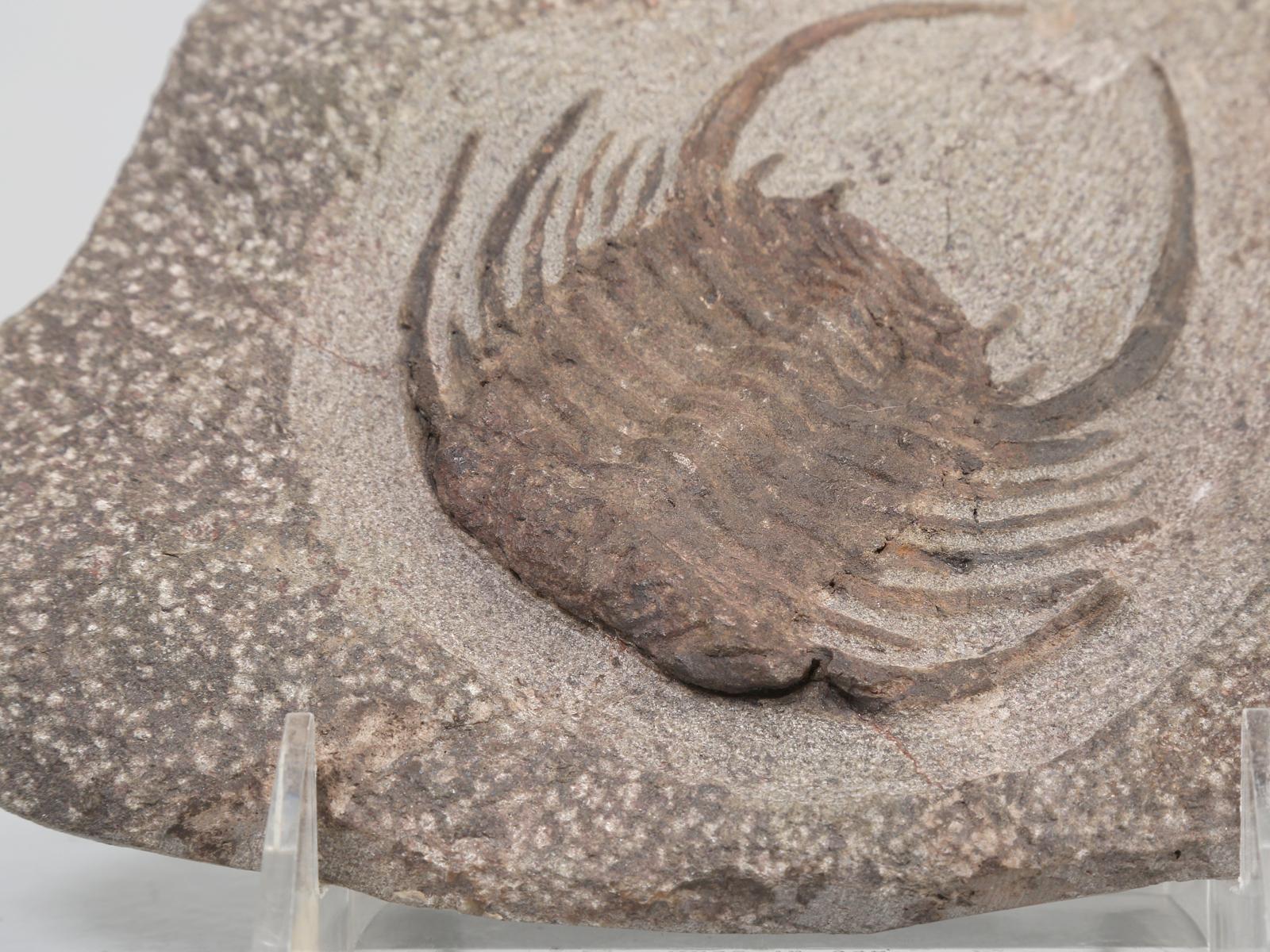 Selenopeltis Trilobite Fossil over 400 million Years Old from Morocco 1