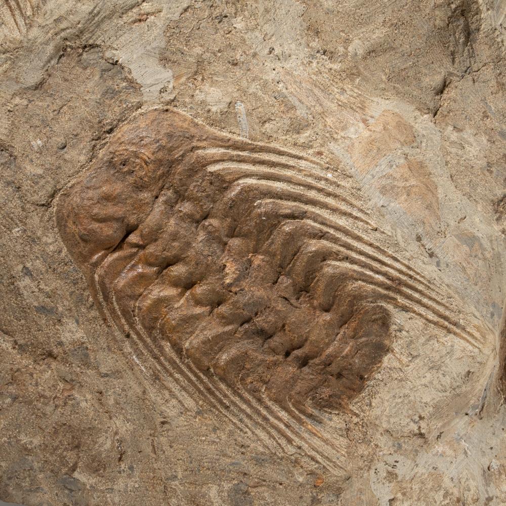 Selenopeltis Trilobite Fossil from Morocco (18 Inches, 38.4 lbs.) In Excellent Condition For Sale In New York, NY