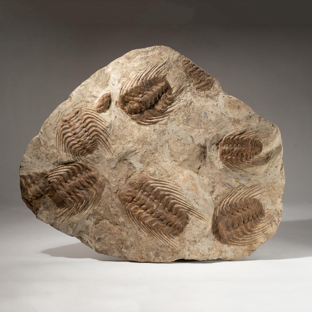 18th Century and Earlier Selenopeltis Trilobite Fossil from Morocco (18 Inches, 38.4 lbs.) For Sale