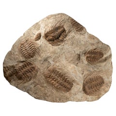 Selenopeltis Trilobite Fossil from Morocco (18 Inches, 38.4 lbs.)