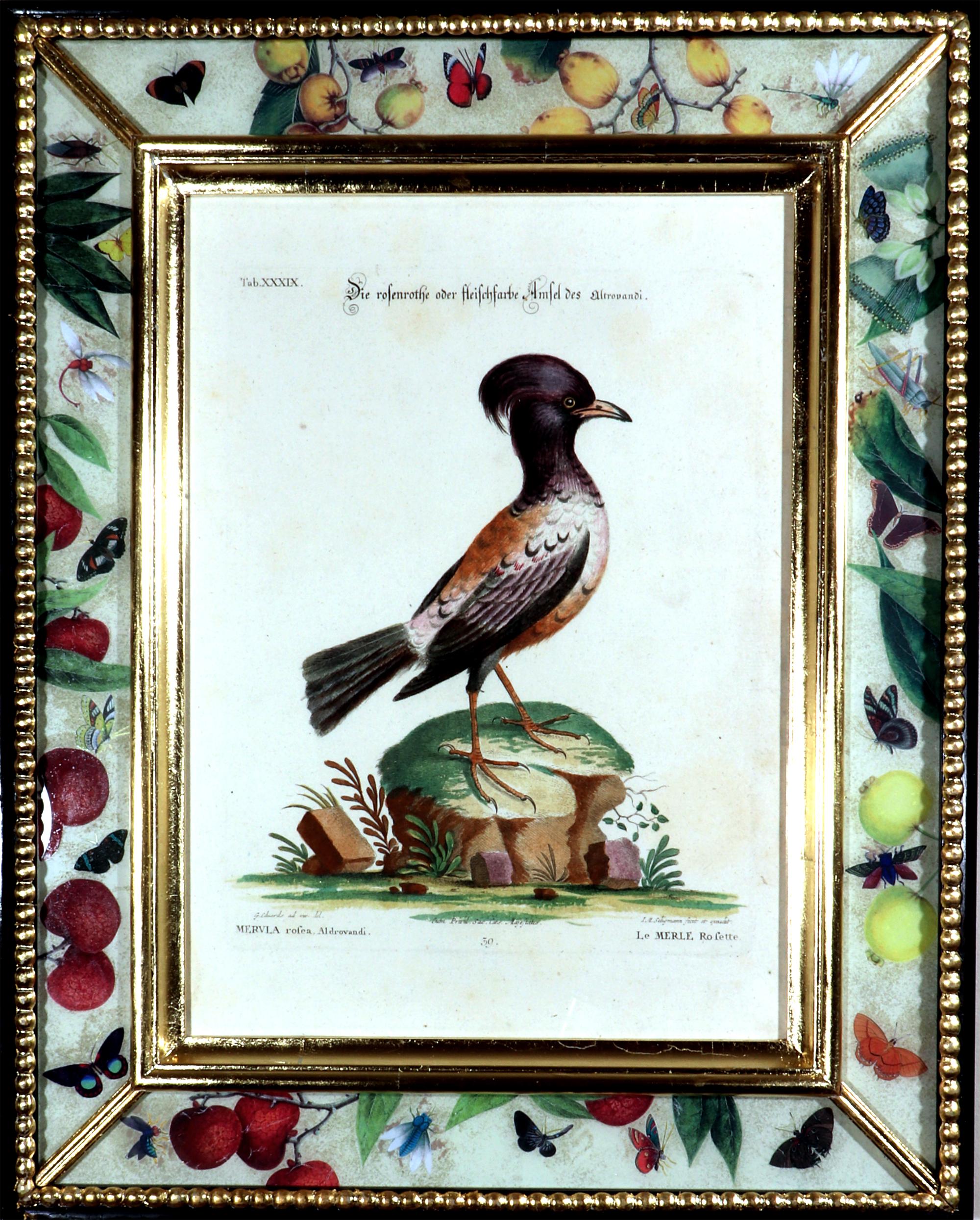 Seligmann Bird Prints-Set of Five- After George Edwards 3