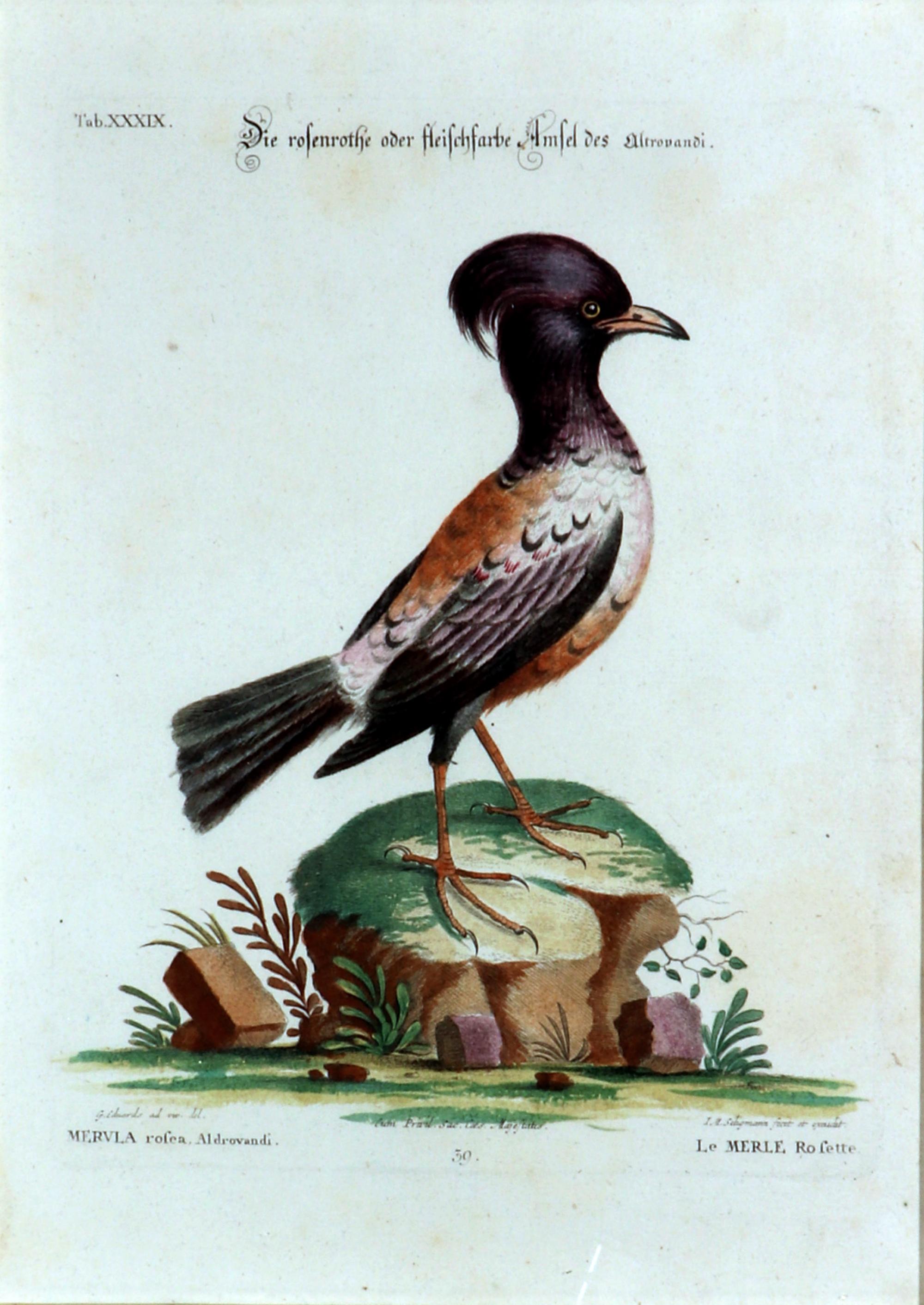 Seligmann Bird Prints-Set of Five- After George Edwards 4