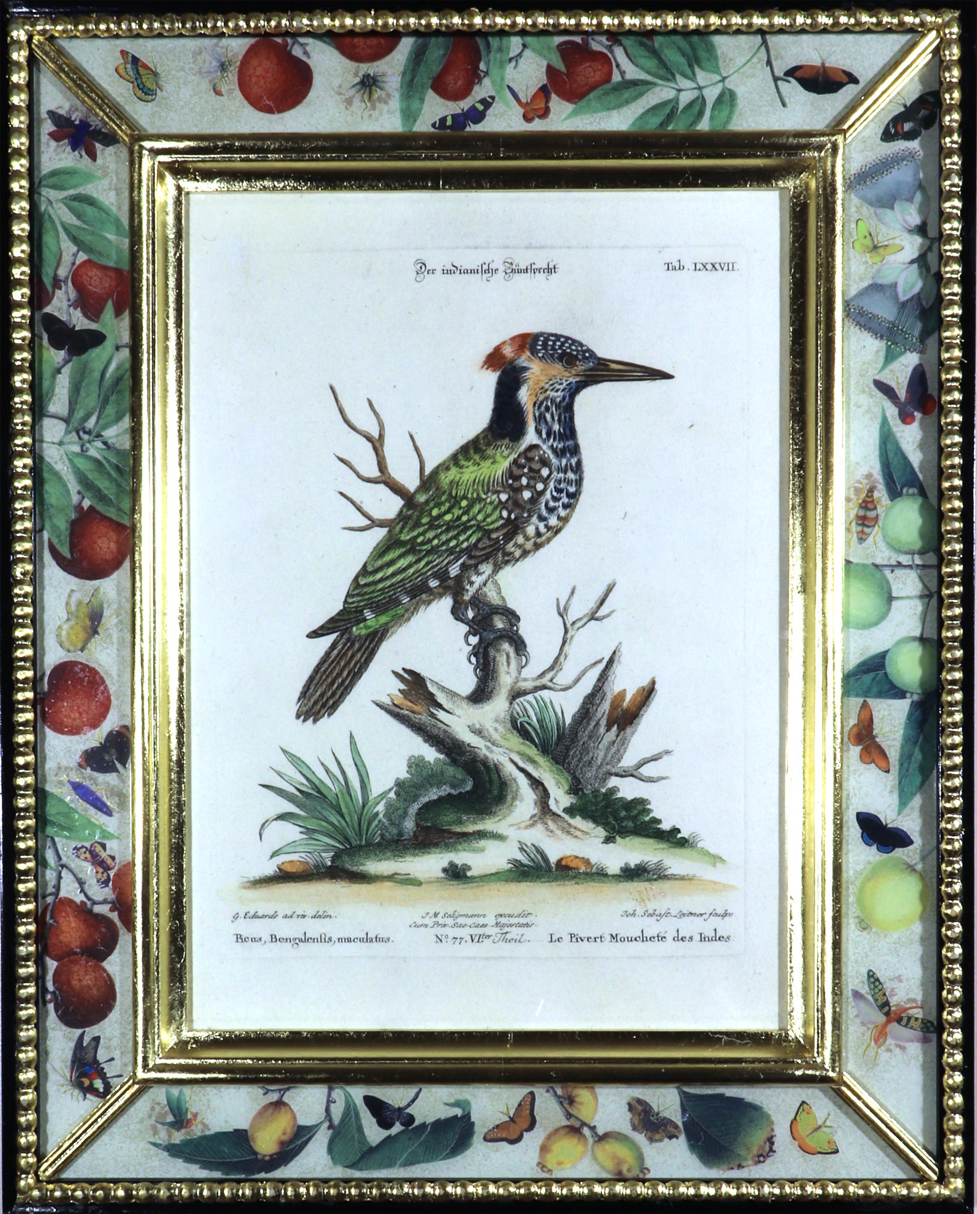 Seligmann Bird Prints-Set of Five- After George Edwards 5