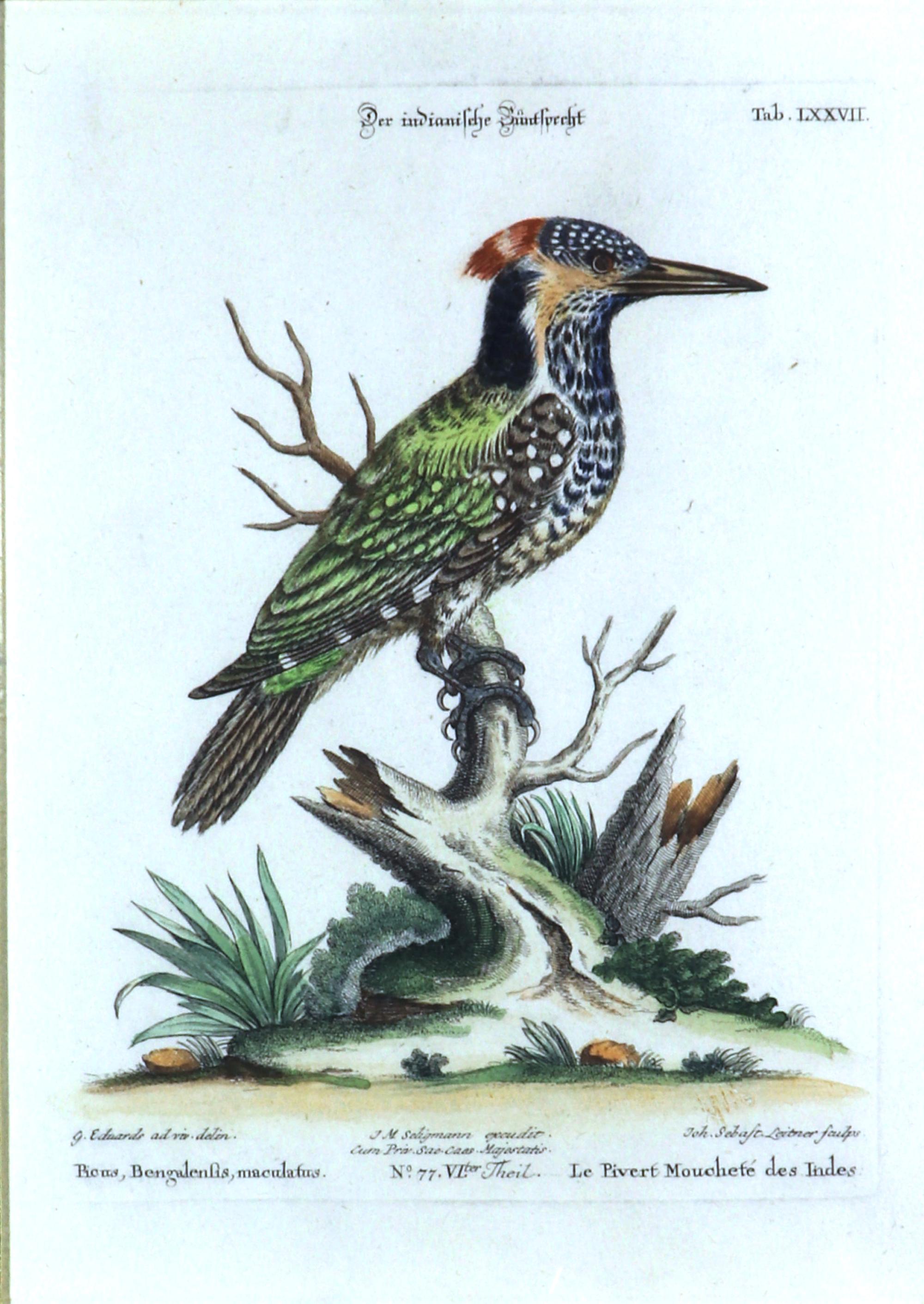 Seligmann Bird Prints-Set of Five- After George Edwards 6